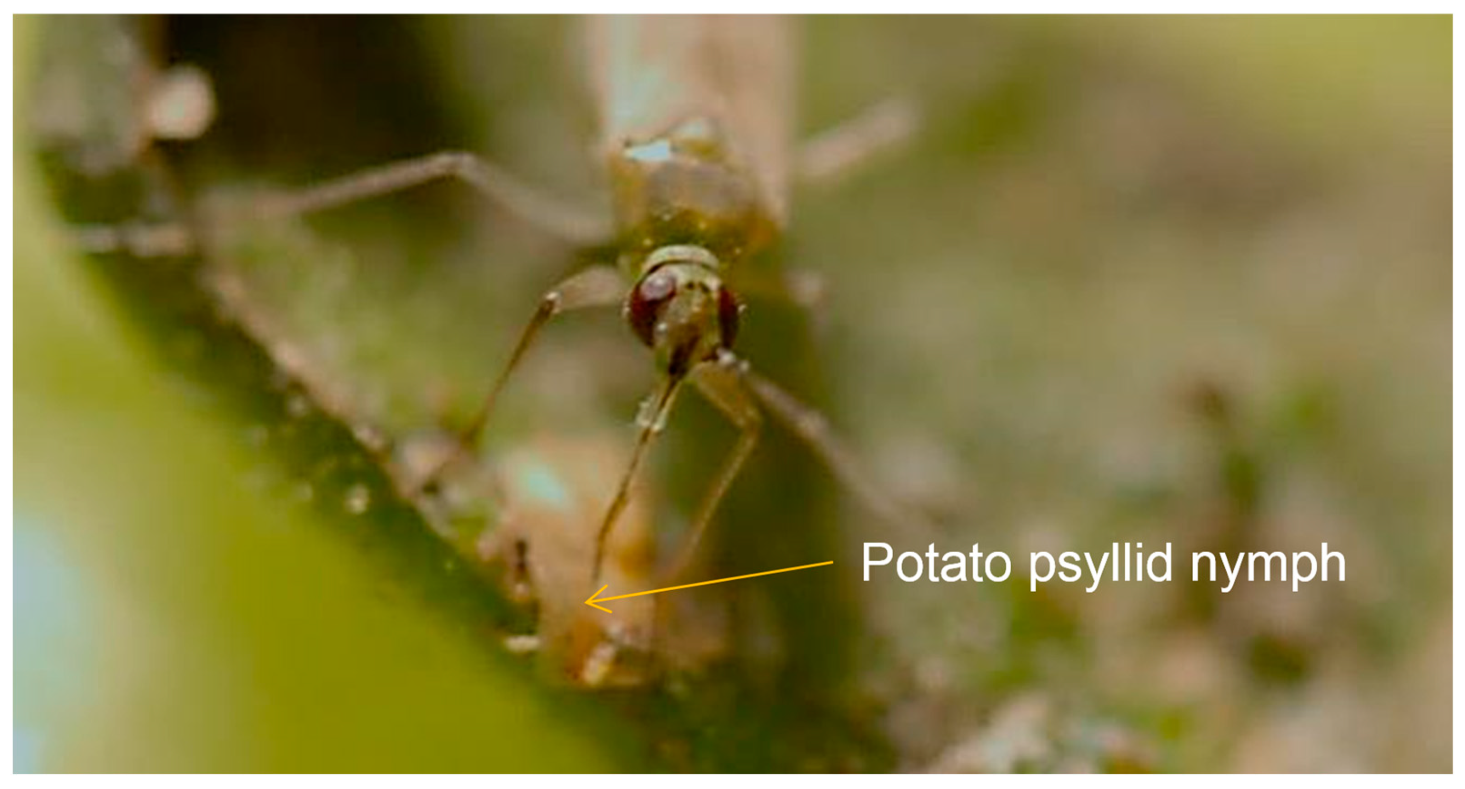 Insects 15 00261 g001