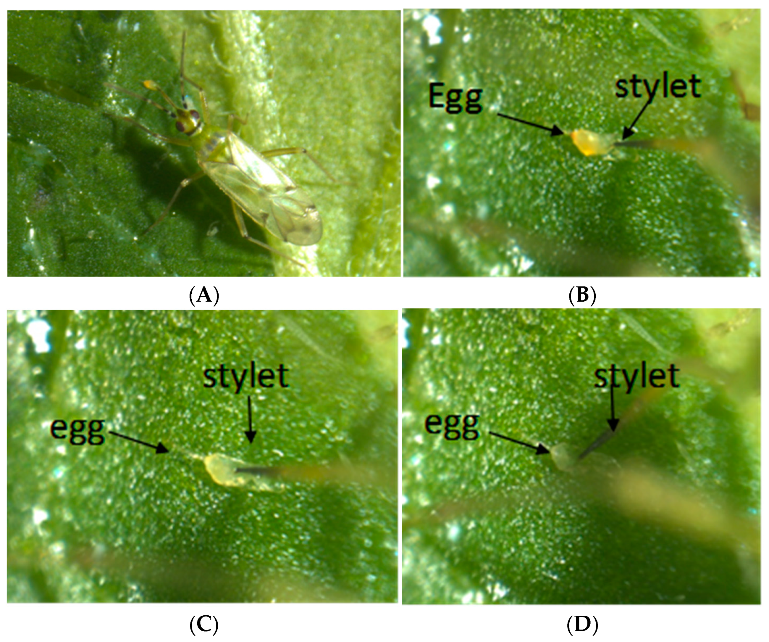 Insects 15 00261 g002