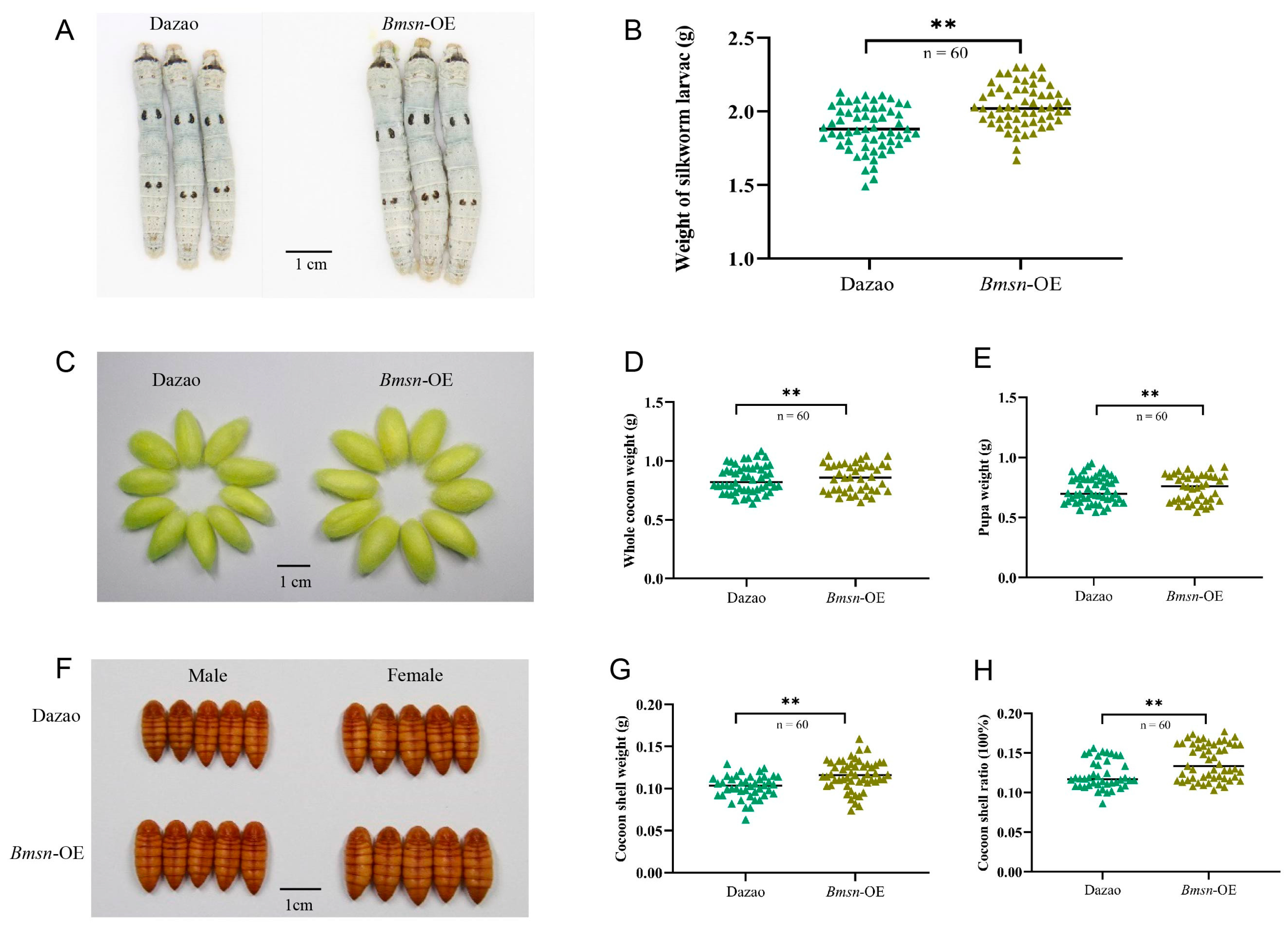 Insects 15 00264 g005