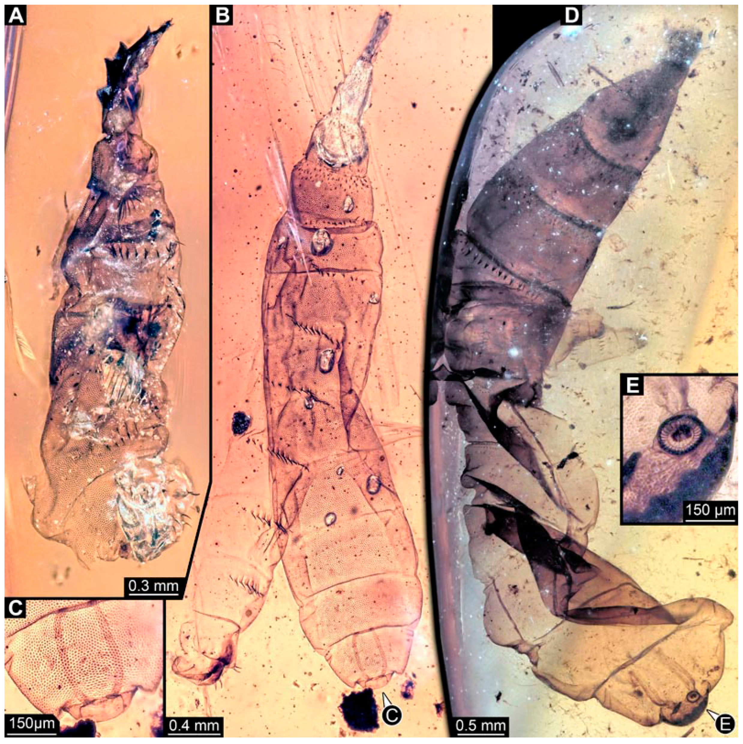Insects 15 00270 g002