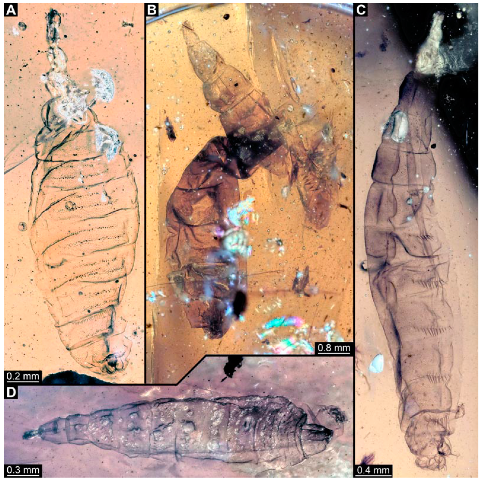 Insects 15 00270 g004