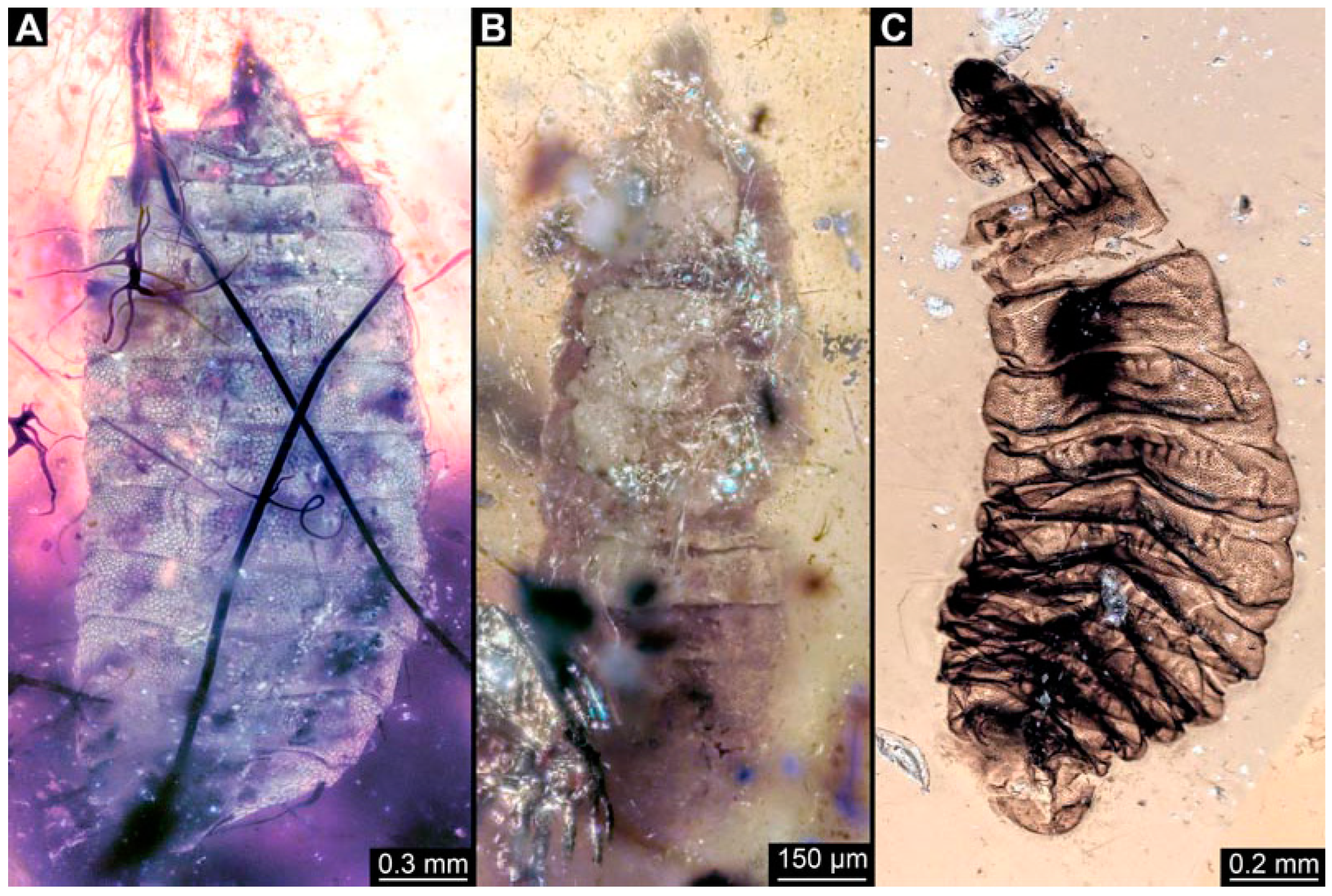 Insects 15 00270 g010