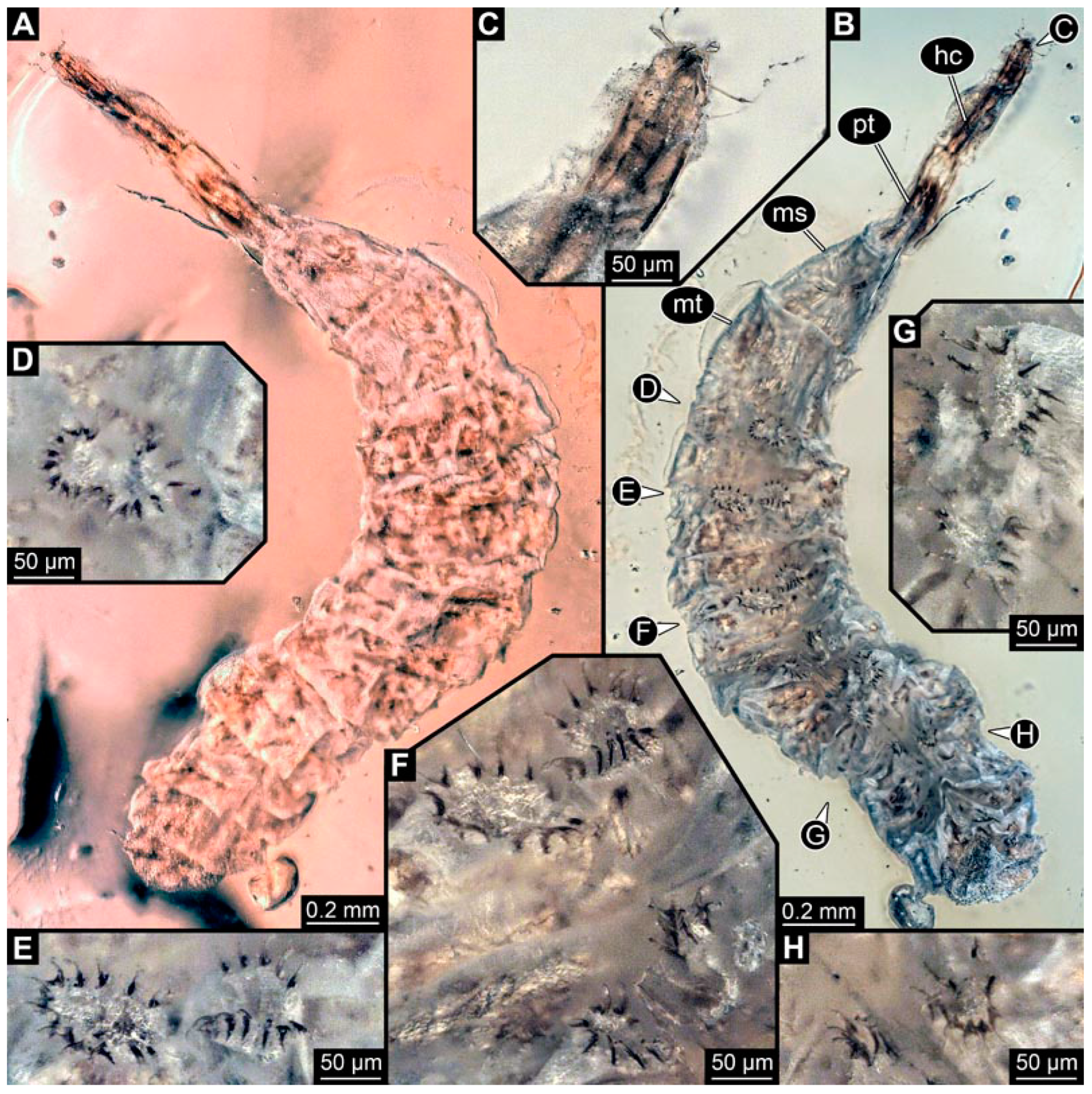 Insects 15 00270 g016