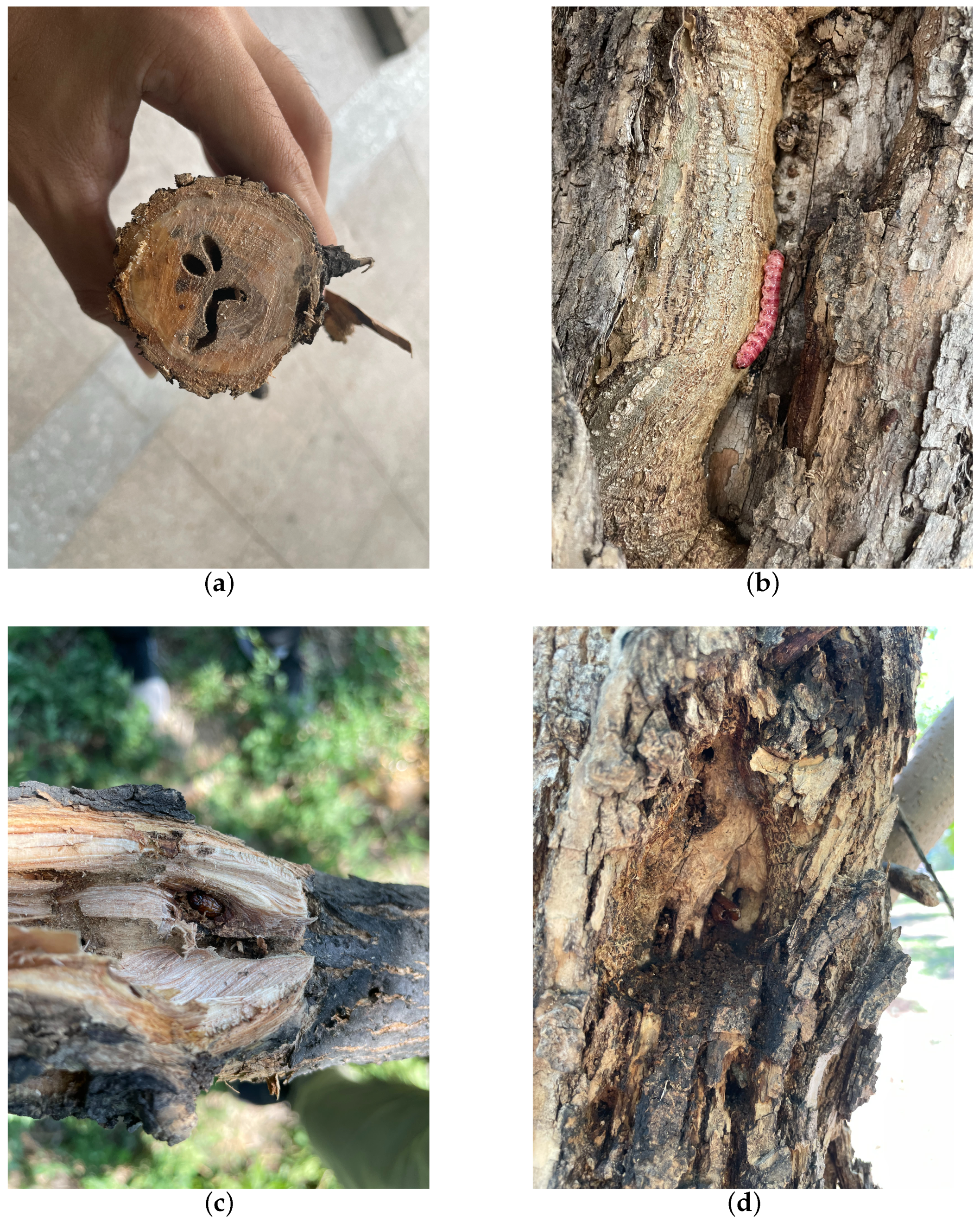 Insects 15 00282 g001