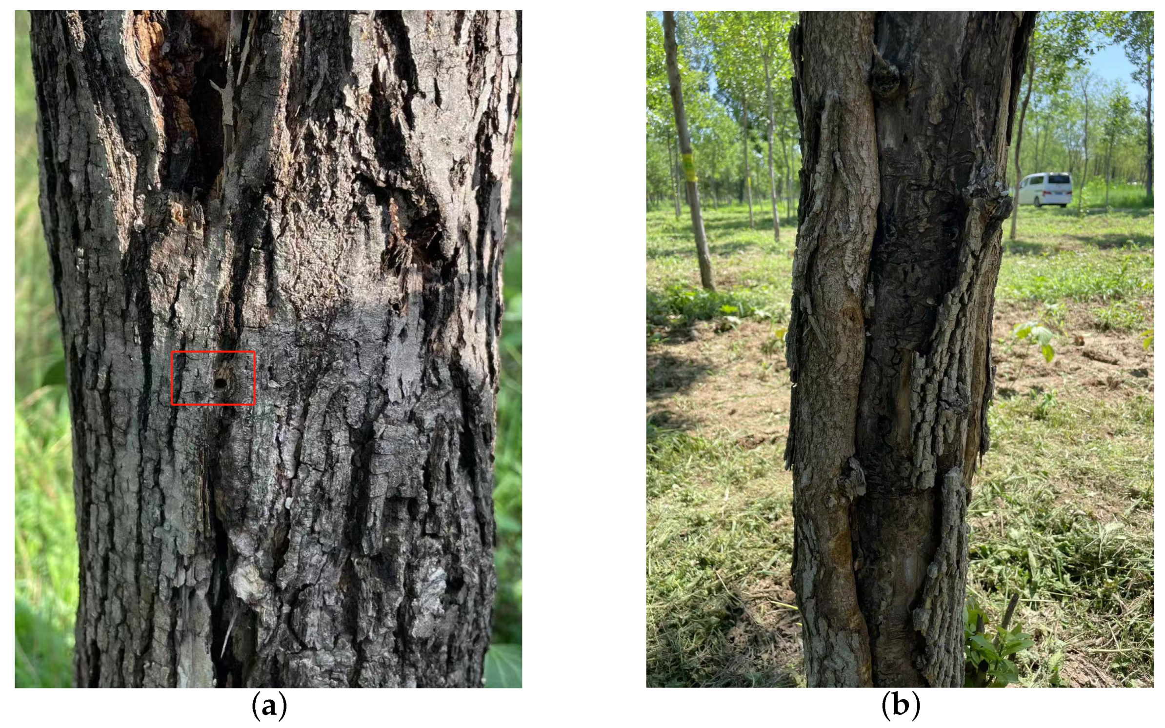 Insects 15 00282 g002