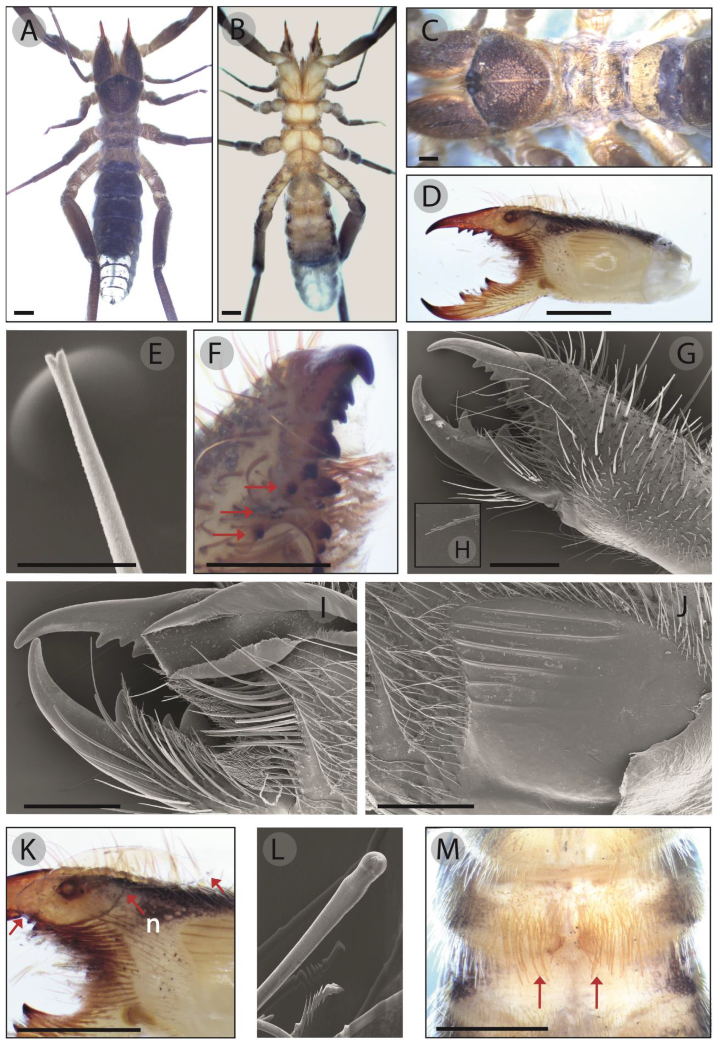 Insects 15 00284 g004