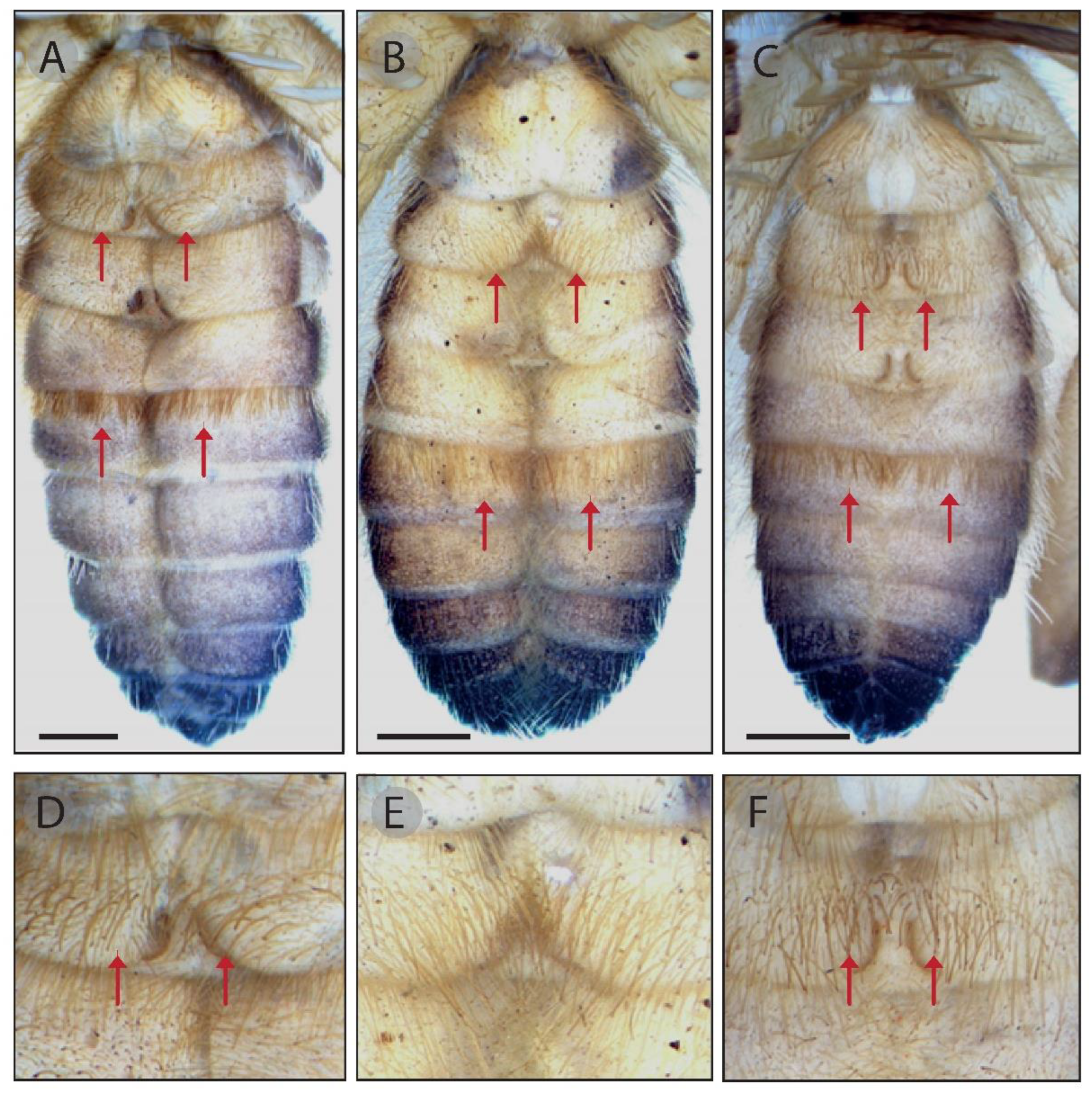Insects 15 00284 g009