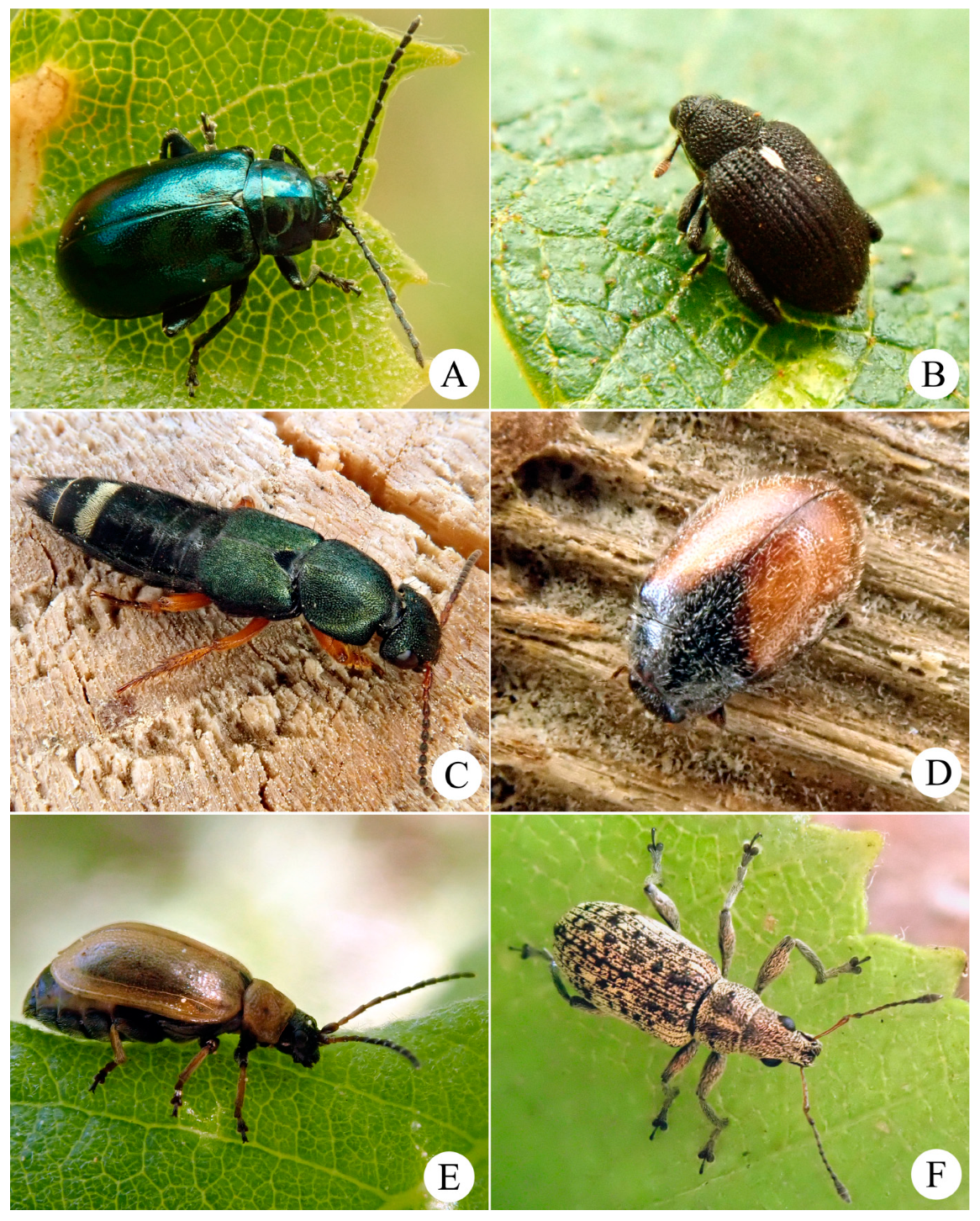 Insects 15 00356 g004