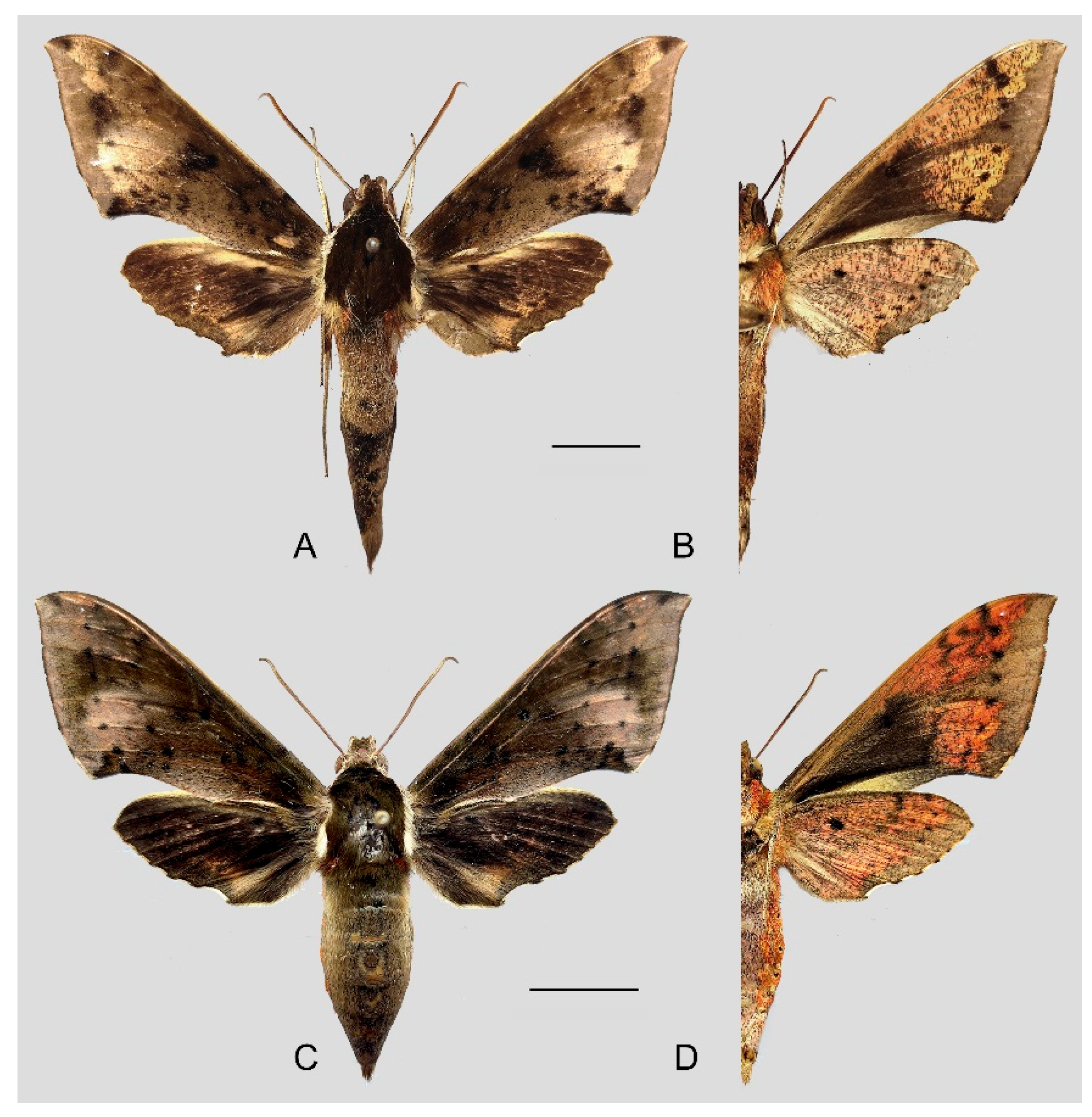 Insects 15 00359 g007