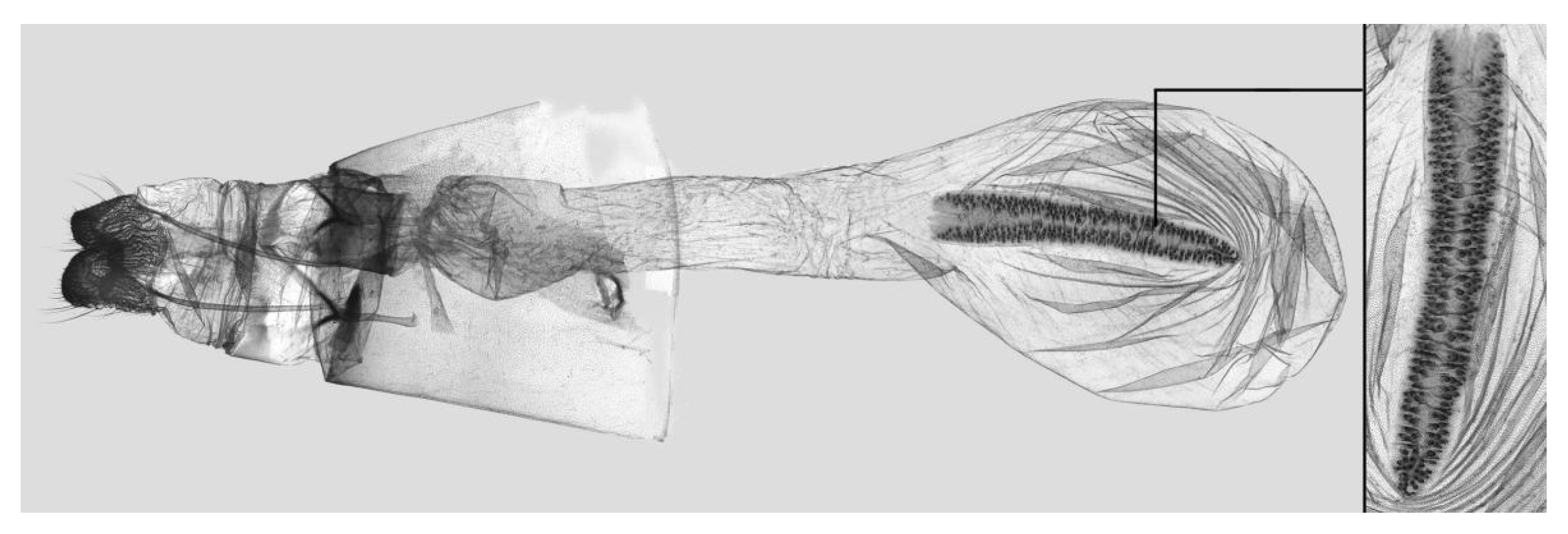 Insects 15 00359 g009