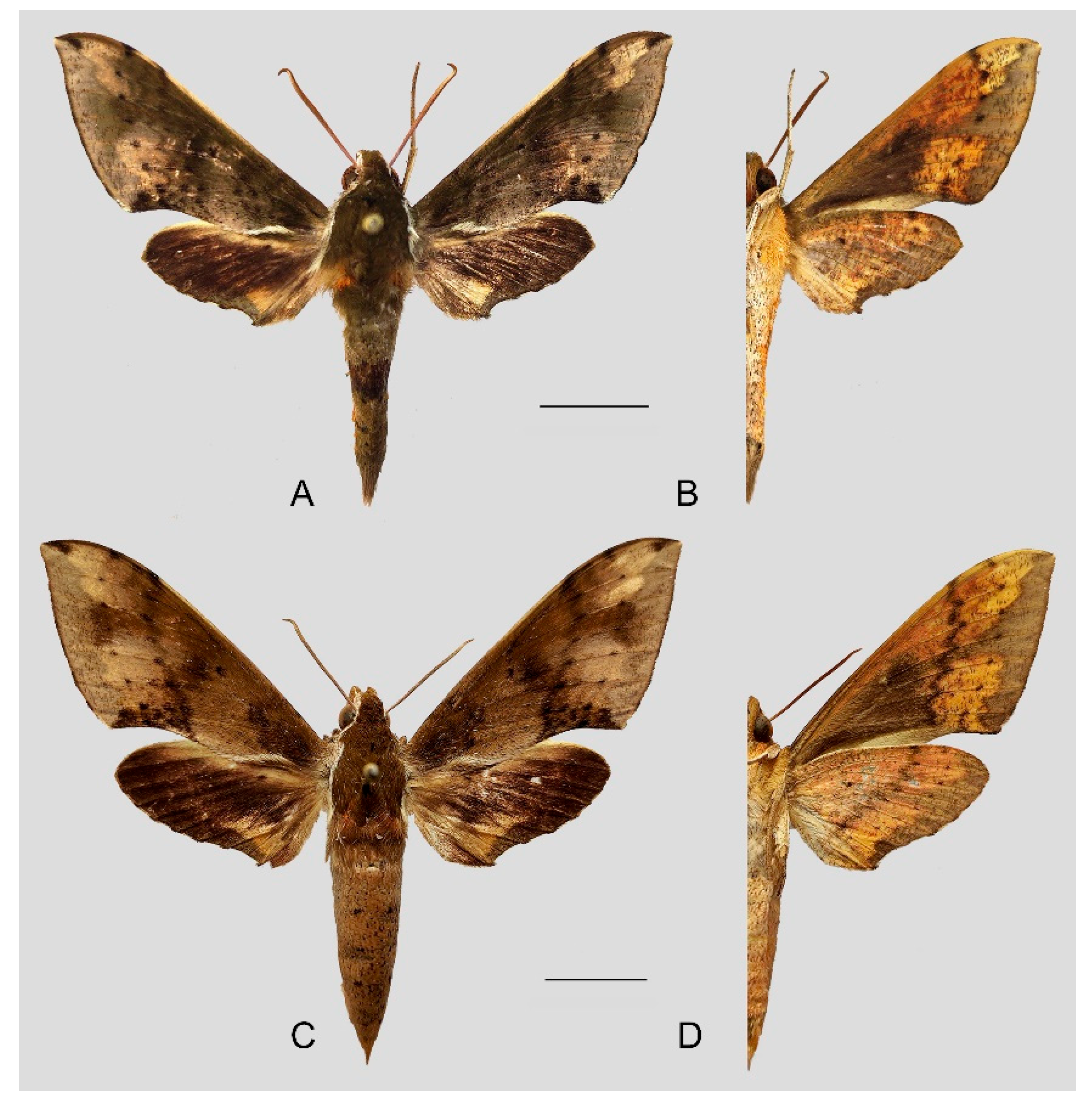 Insects 15 00359 g010