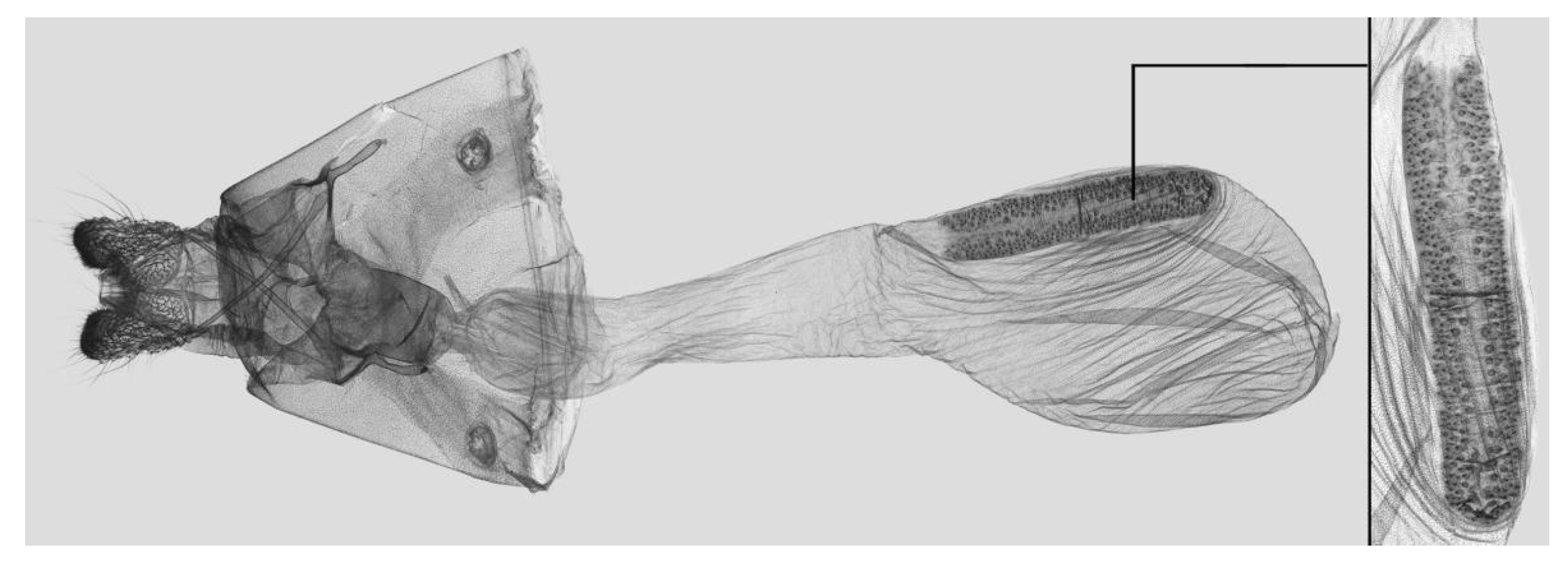 Insects 15 00359 g012