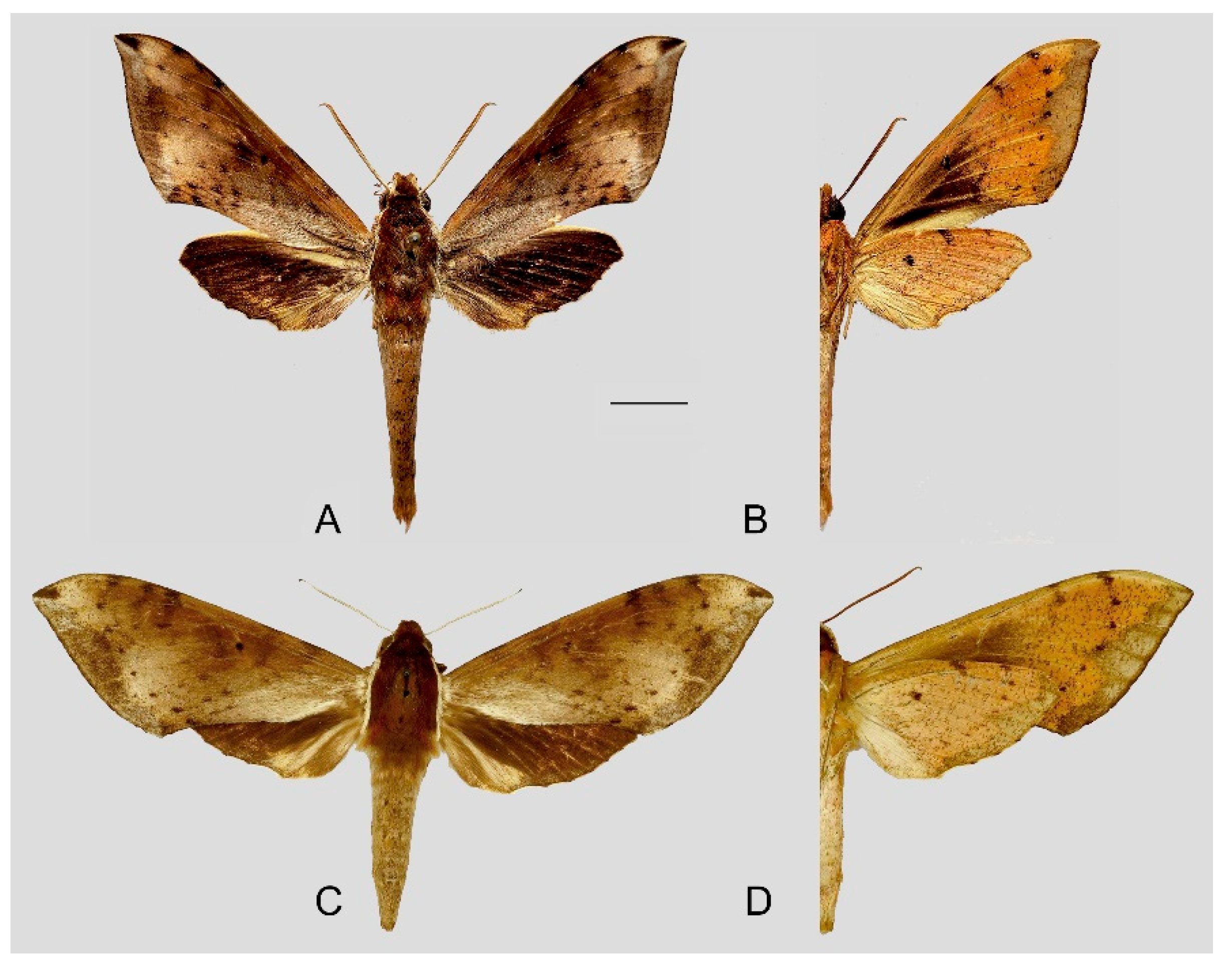 Insects 15 00359 g013