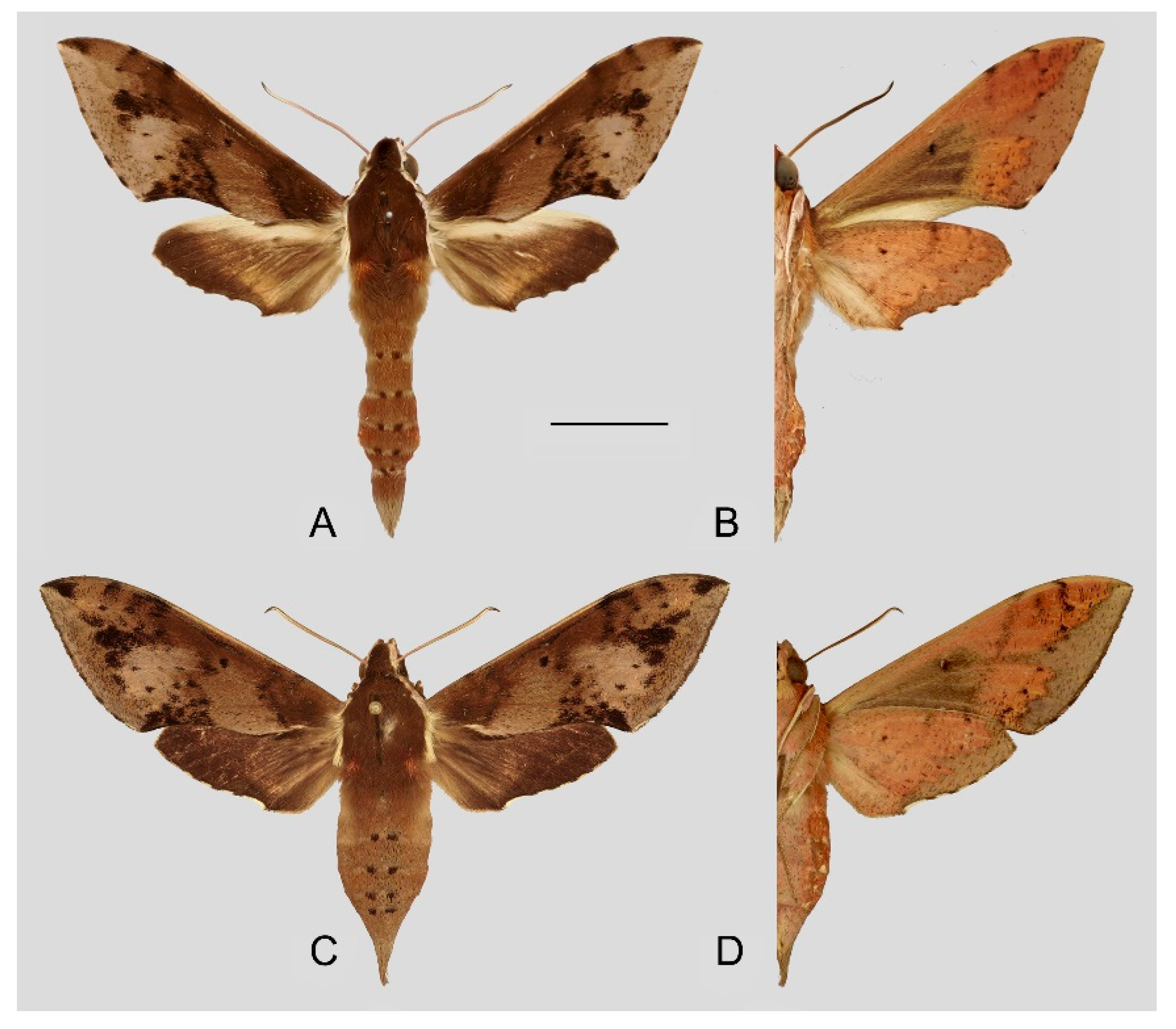 Insects 15 00359 g015