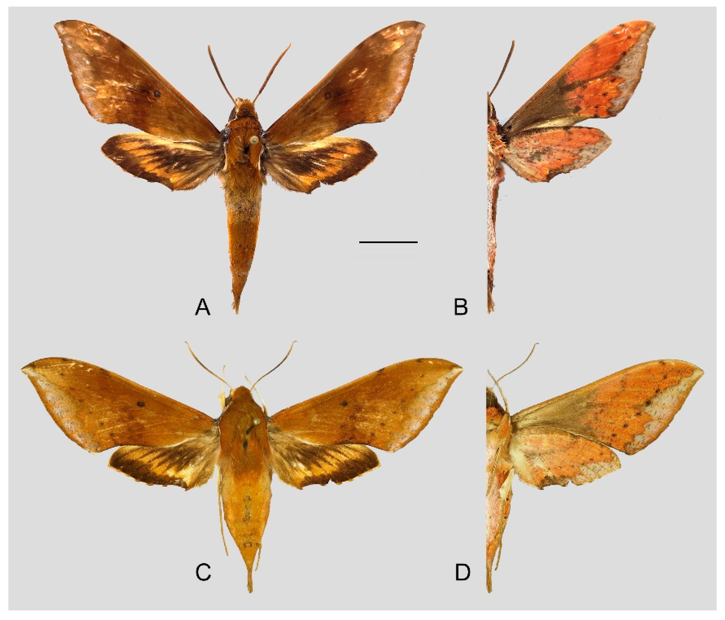 Insects 15 00359 g017