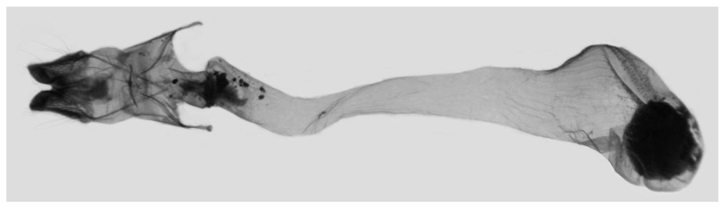 Insects 15 00359 g019