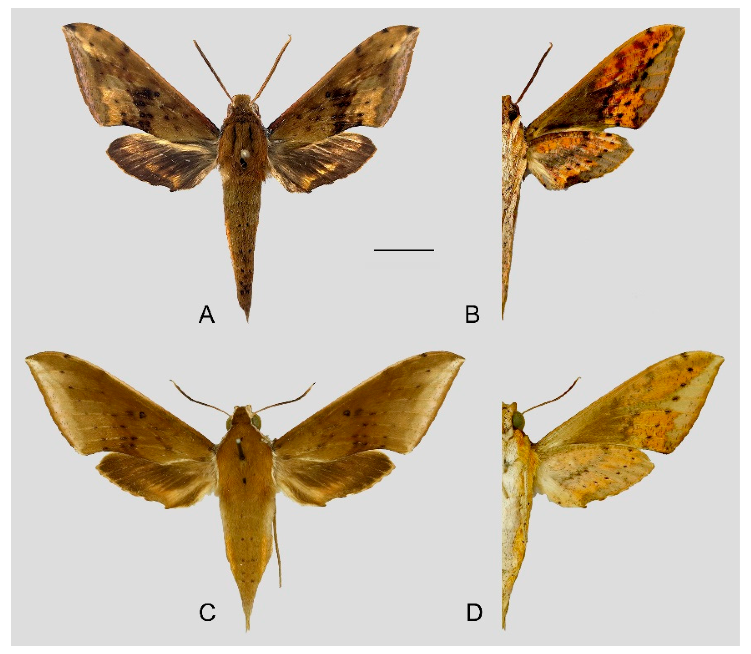 Insects 15 00359 g020