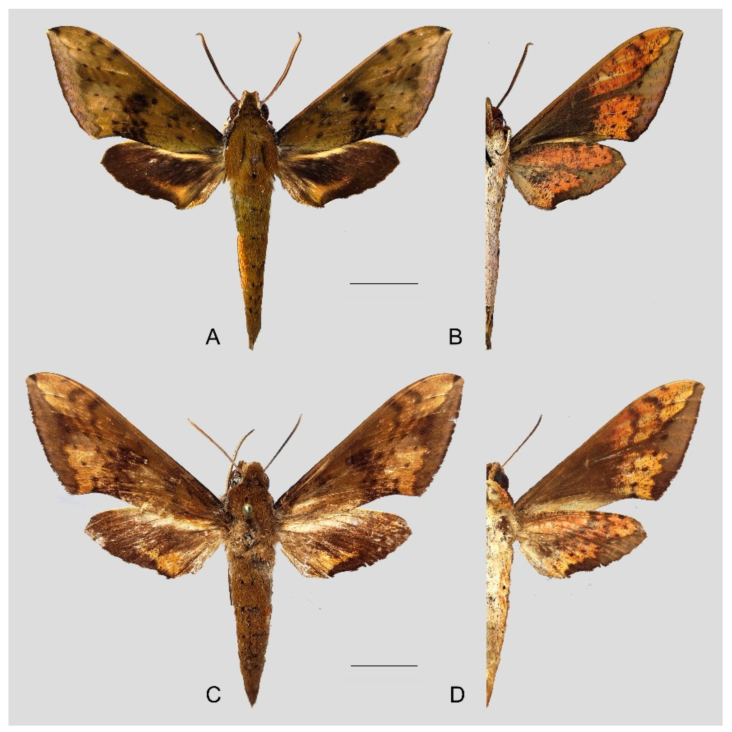 Insects 15 00359 g023