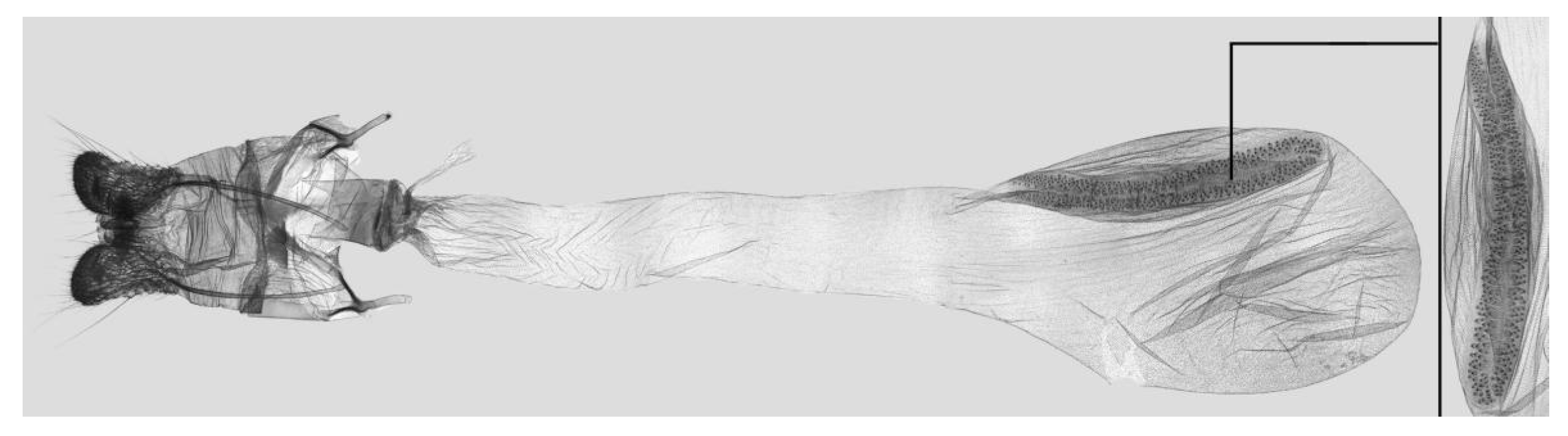 Insects 15 00359 g025