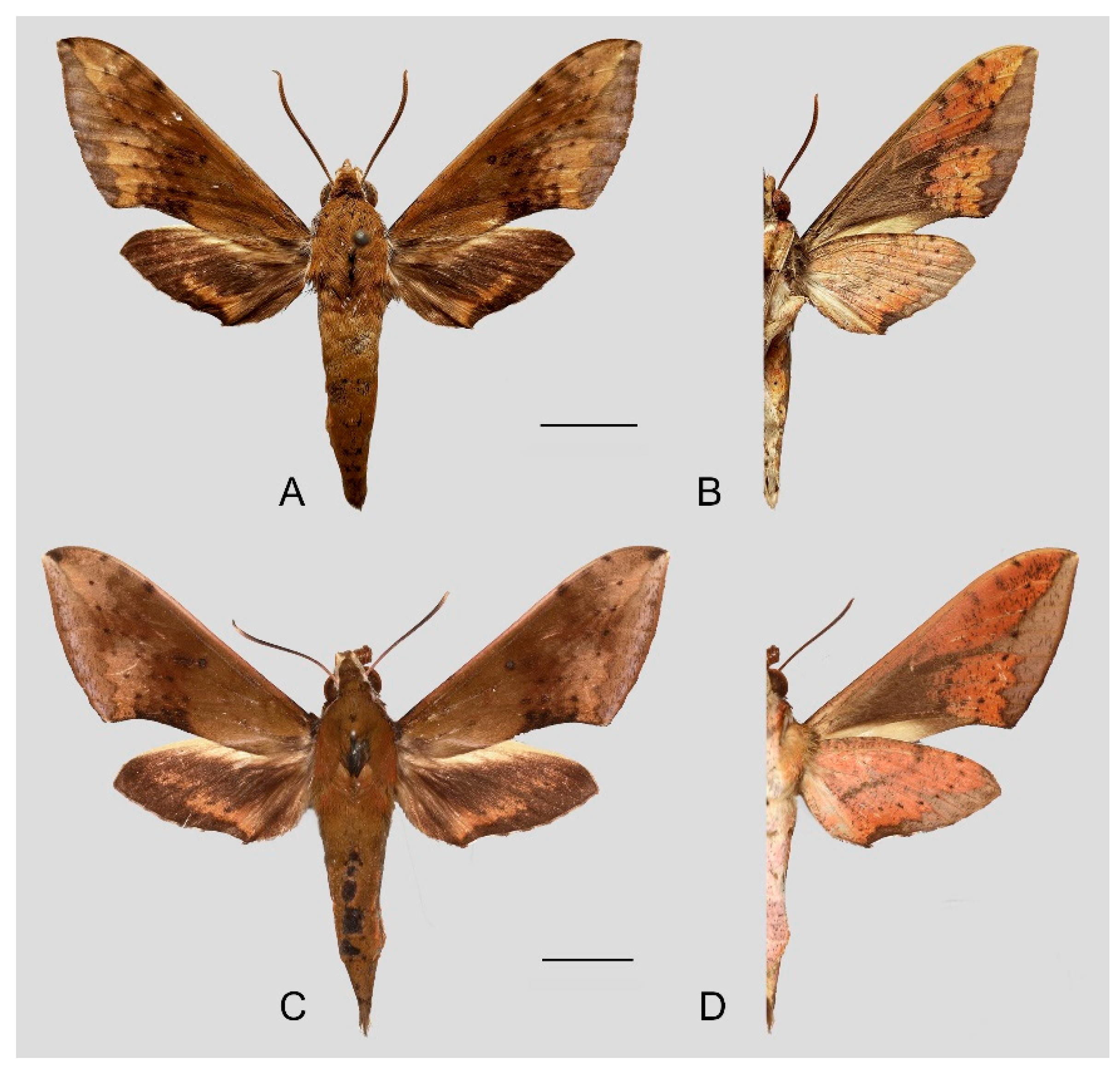 Insects 15 00359 g026