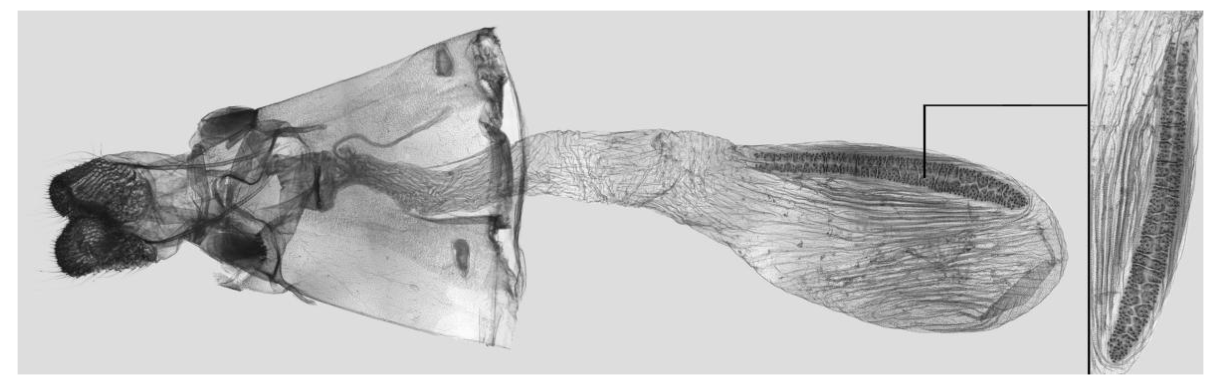 Insects 15 00359 g028