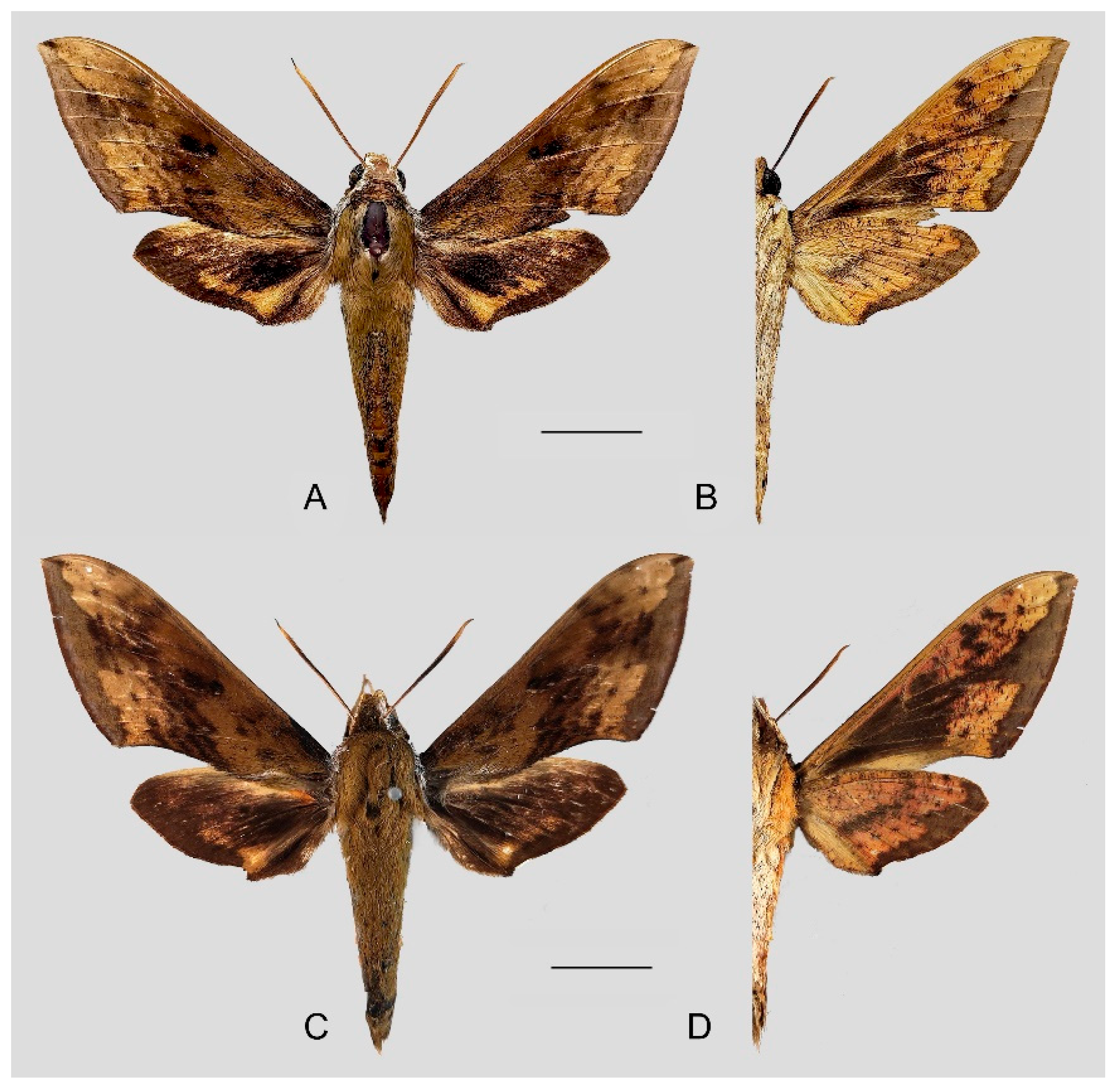 Insects 15 00359 g030