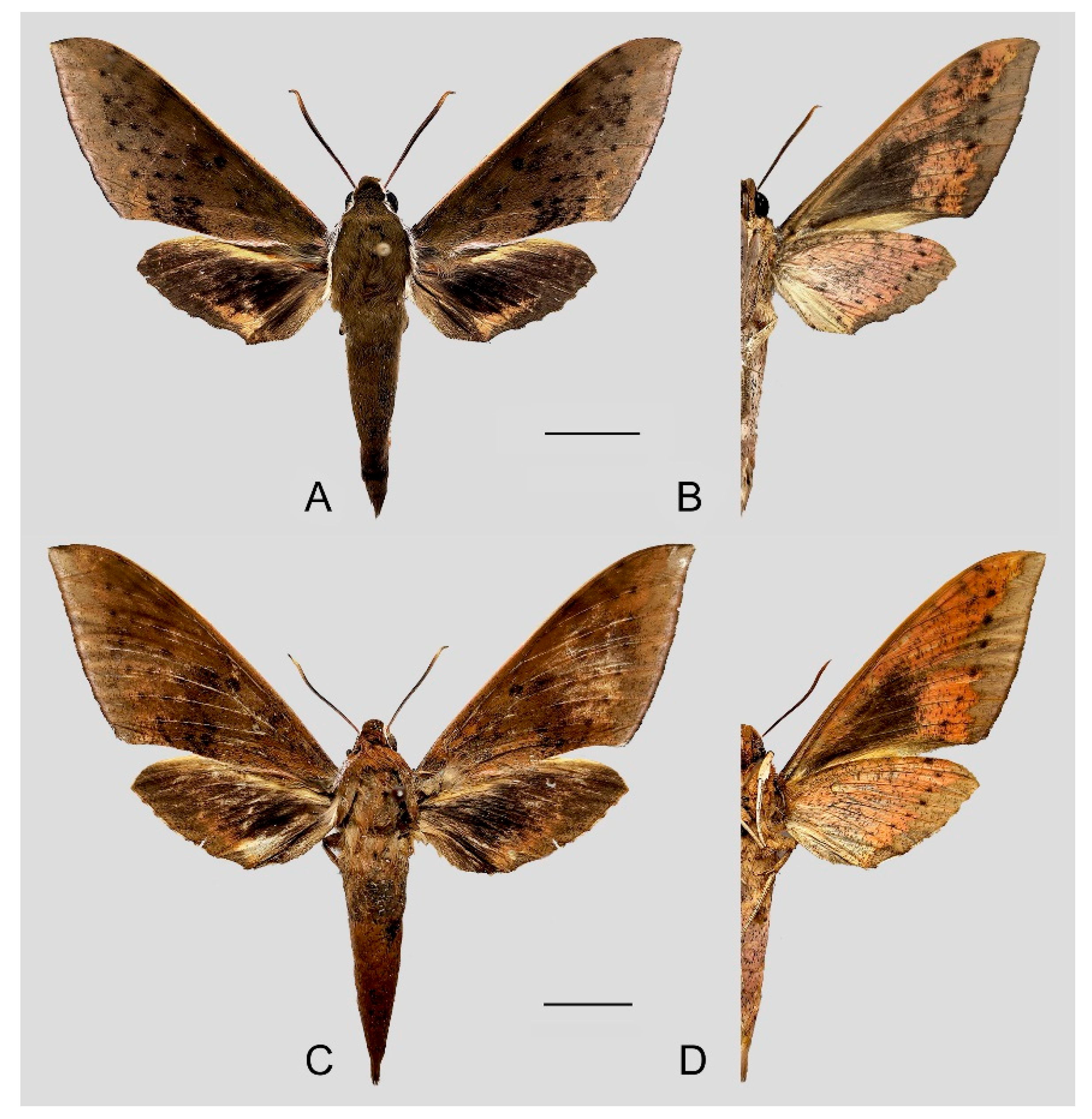 Insects 15 00359 g032