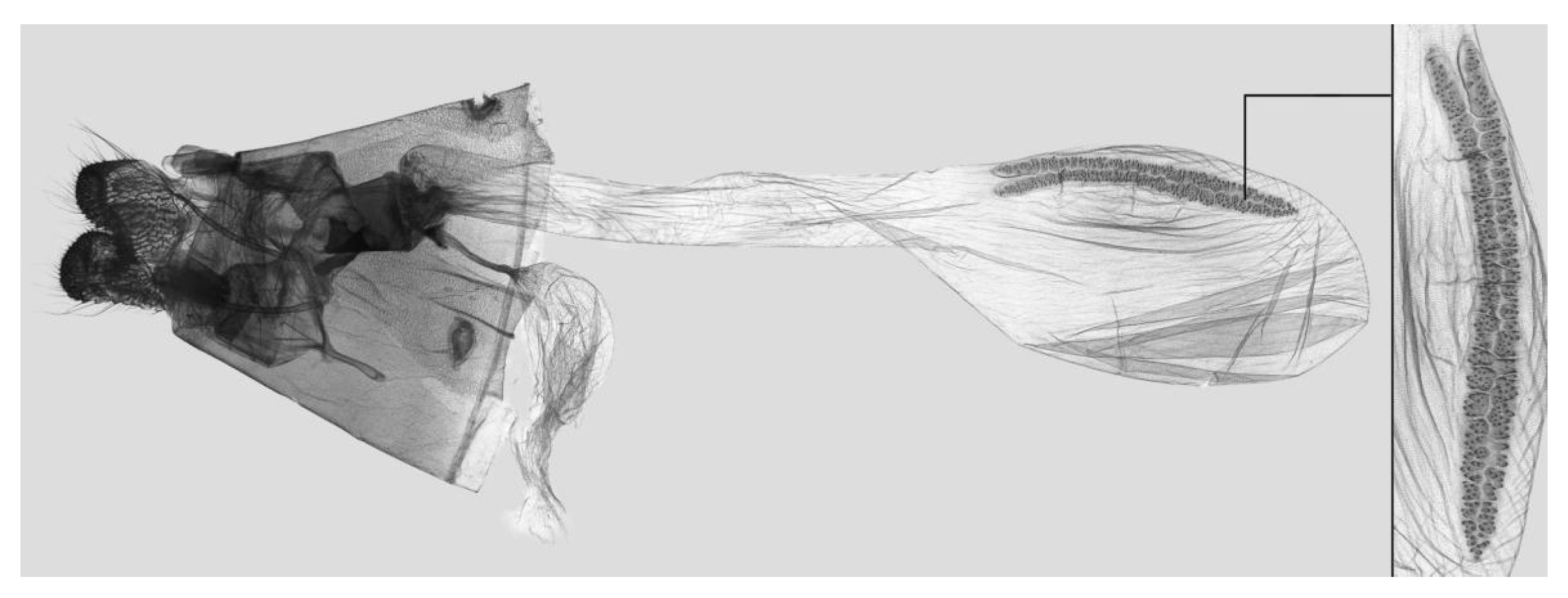 Insects 15 00359 g034