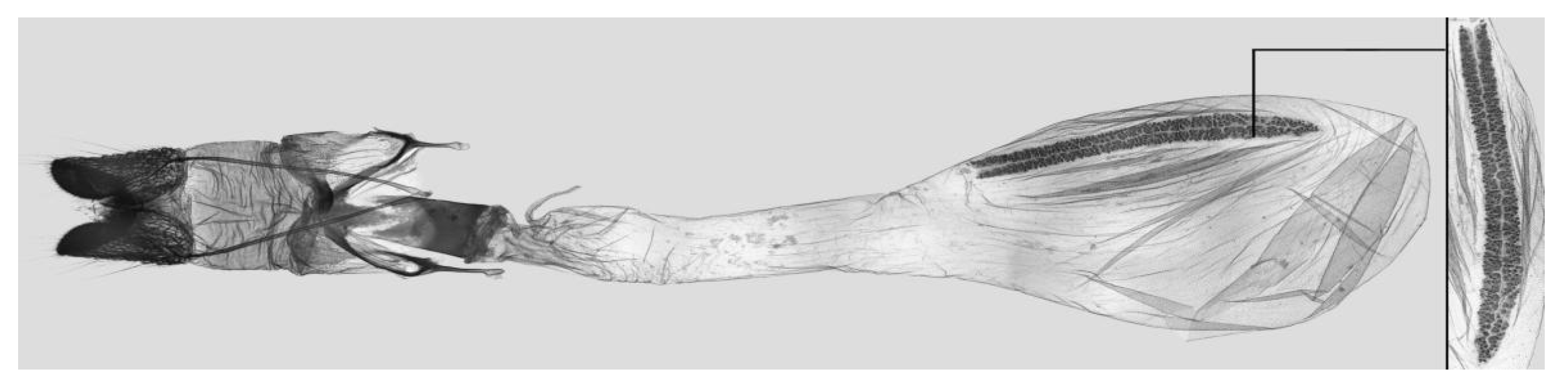 Insects 15 00359 g037