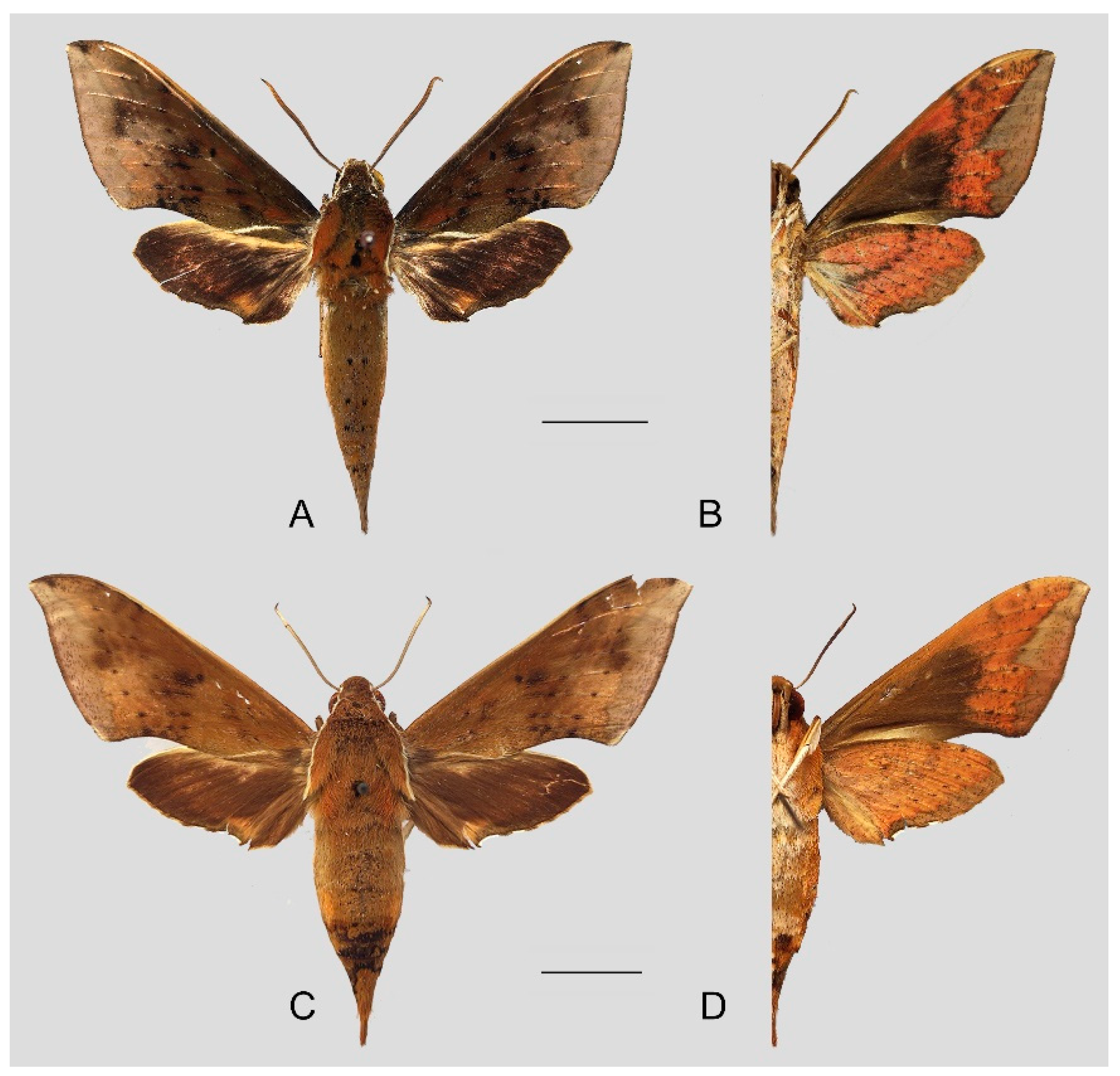 Insects 15 00359 g038