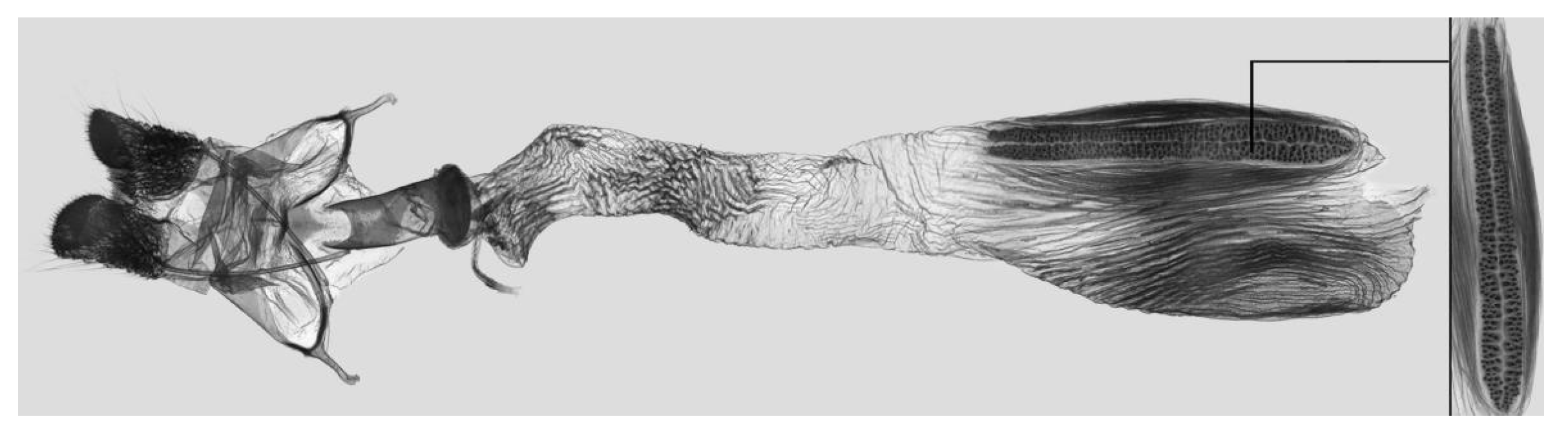 Insects 15 00359 g040