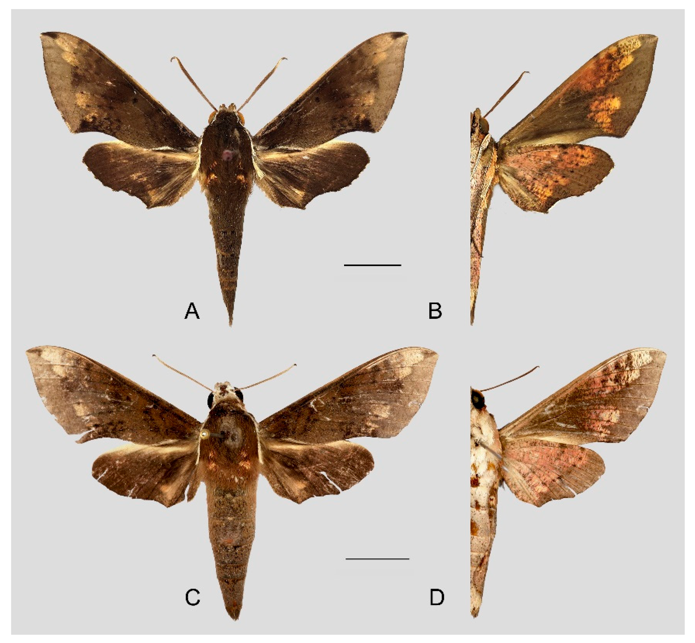 Insects 15 00359 g041