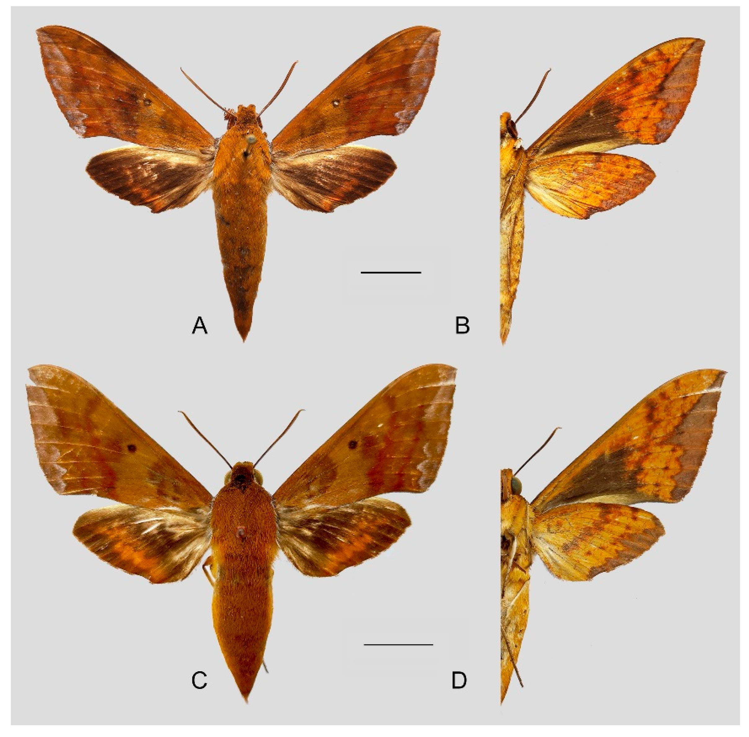 Insects 15 00359 g044