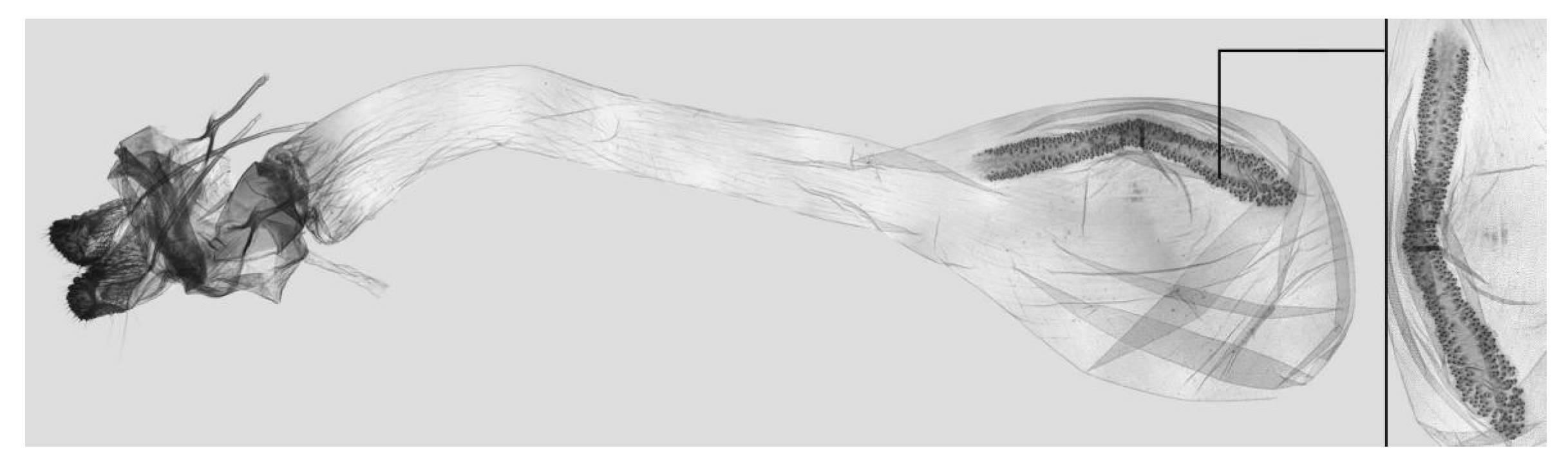 Insects 15 00359 g046