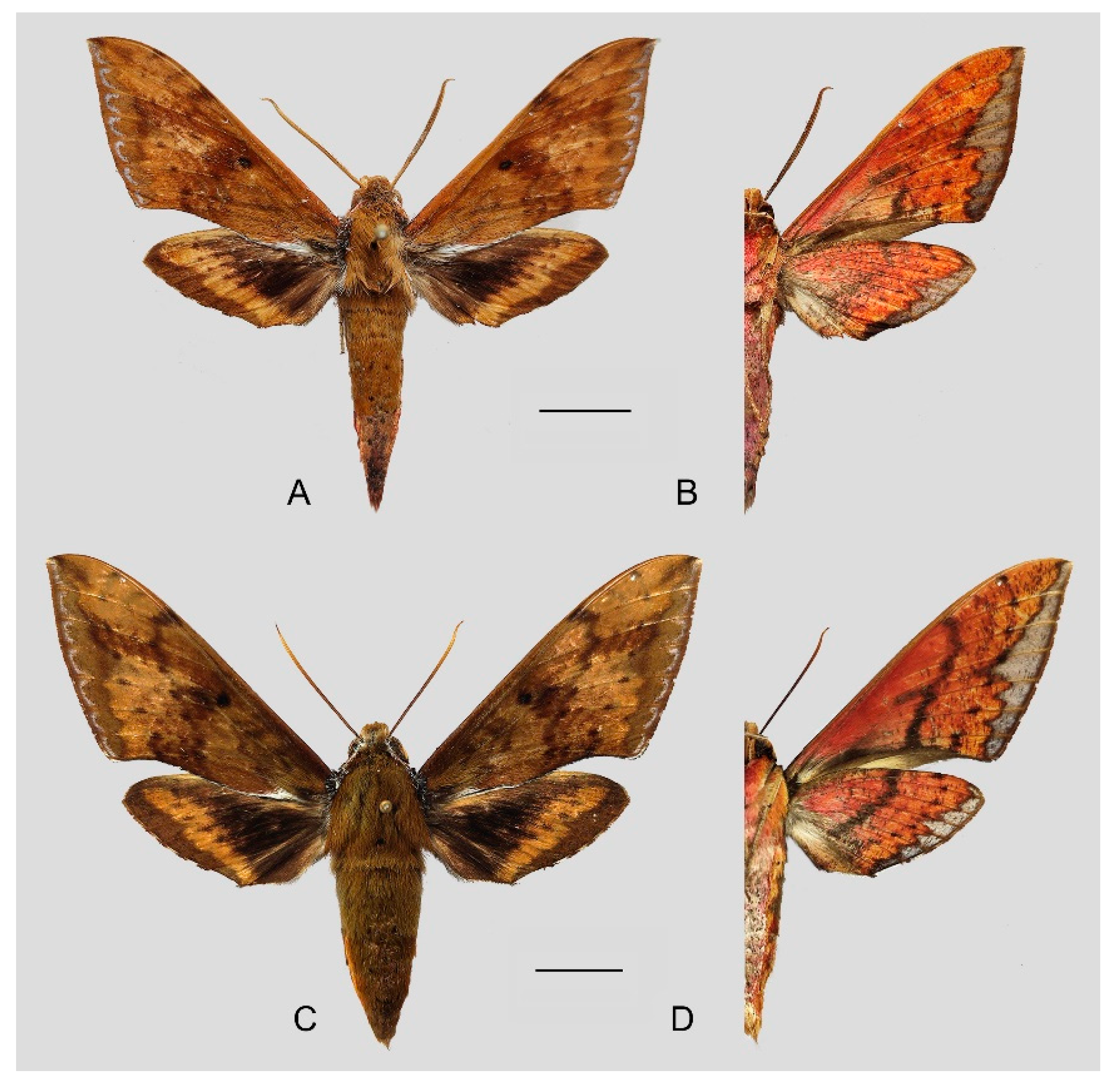 Insects 15 00359 g047