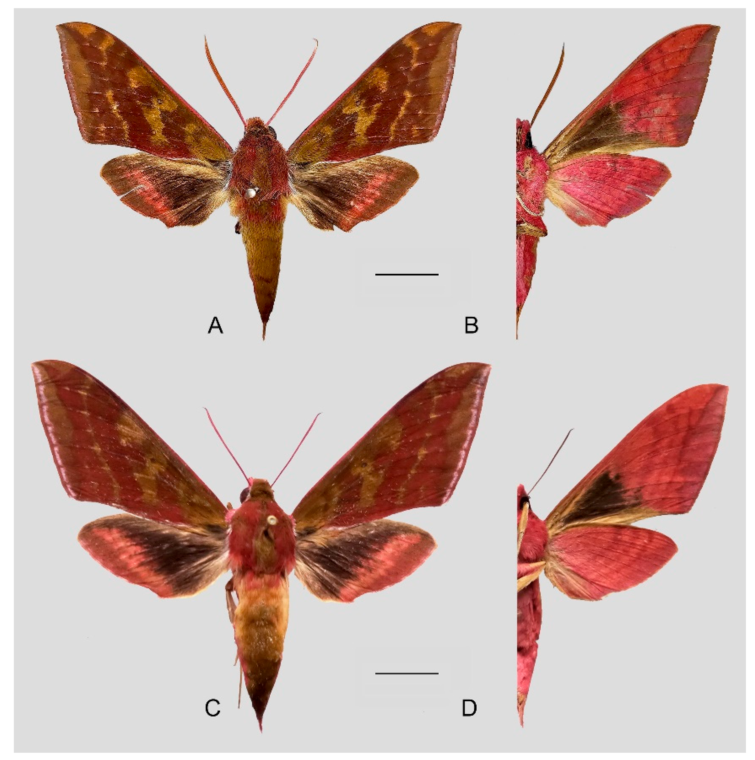 Insects 15 00359 g050