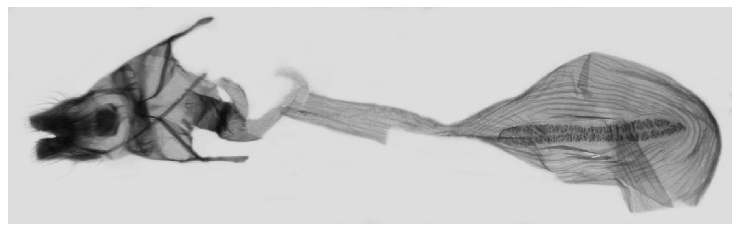 Insects 15 00359 g052