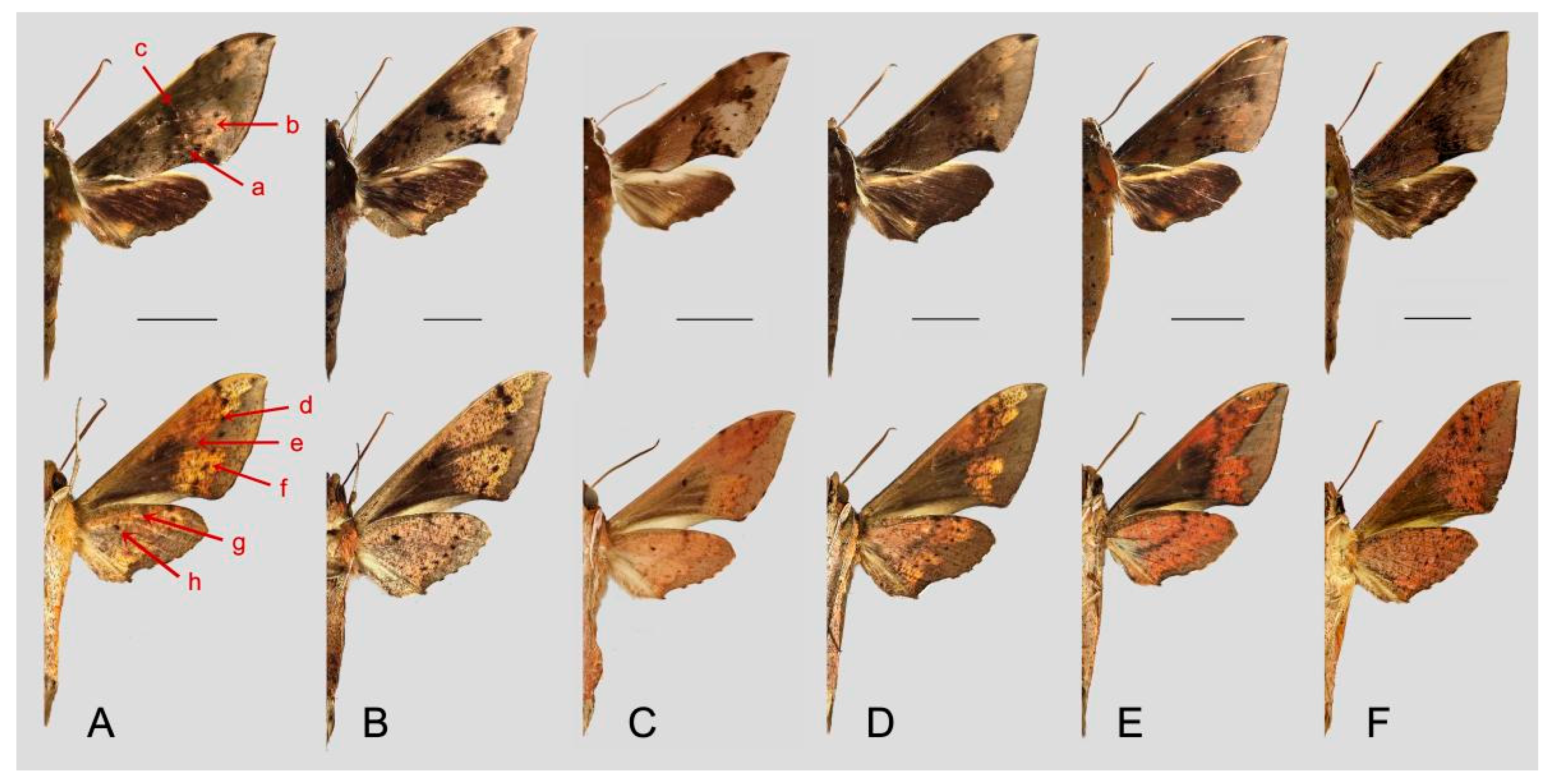 Insects 15 00359 g053