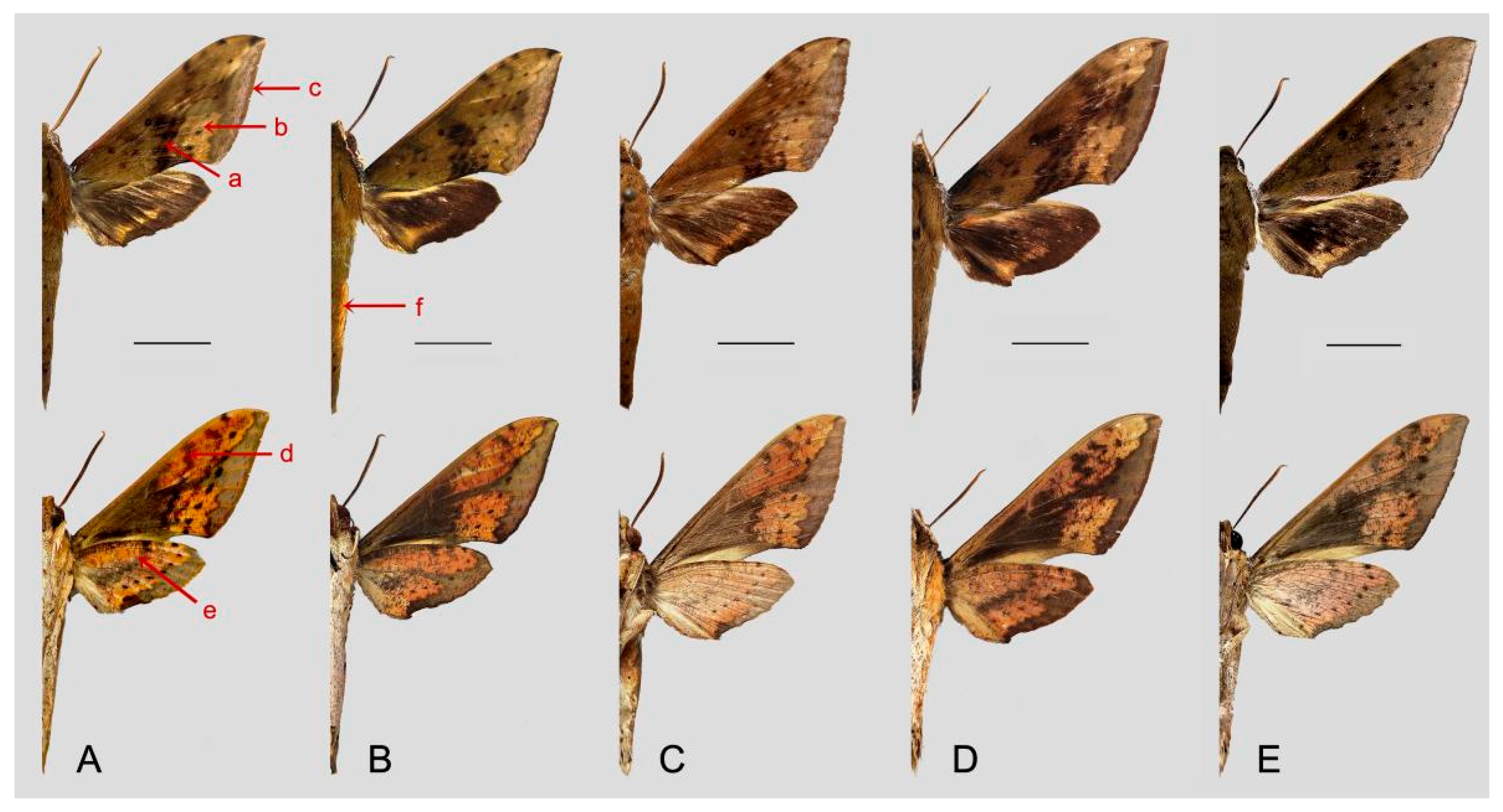 Insects 15 00359 g054