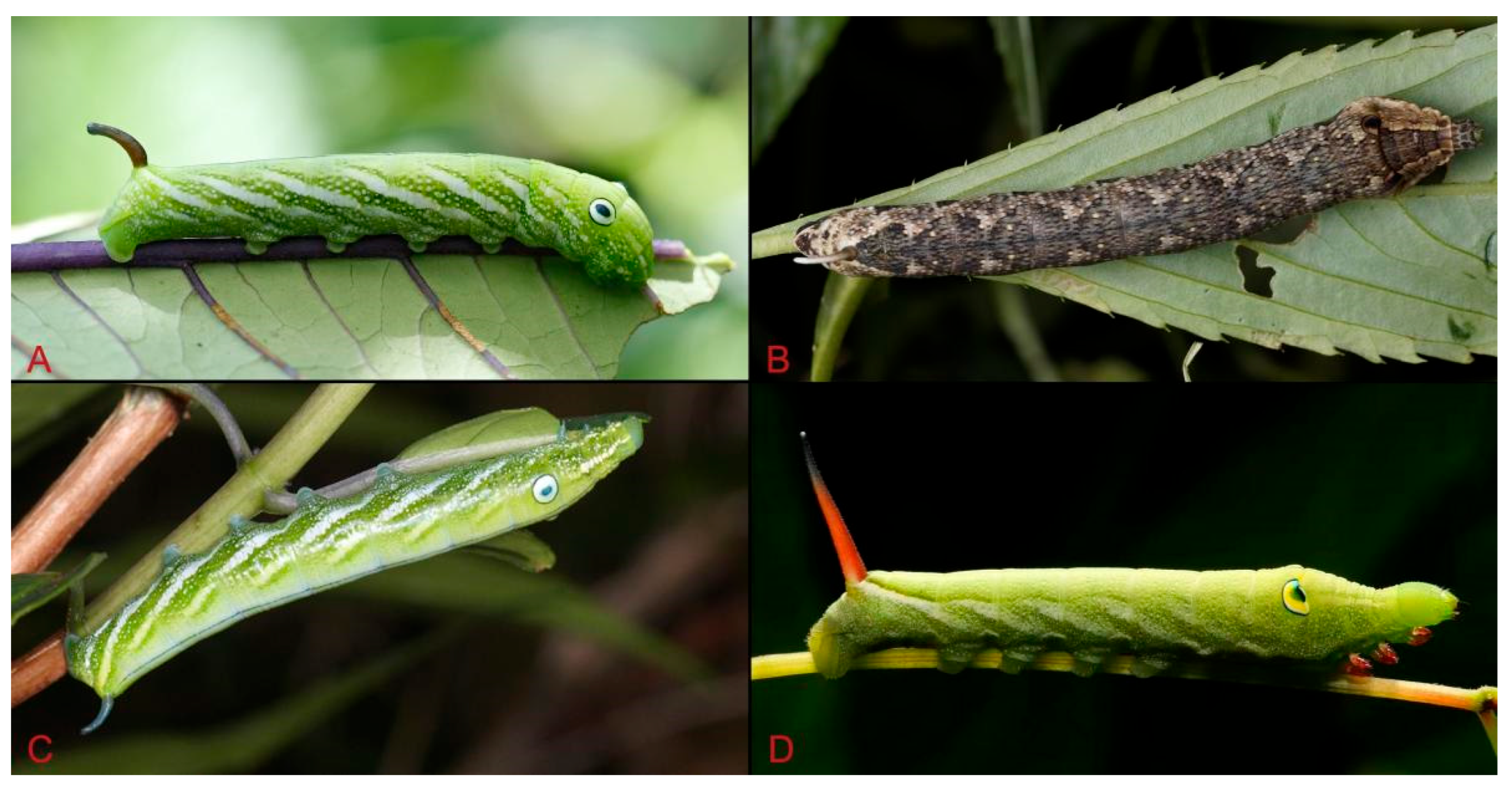 Insects 15 00359 g055