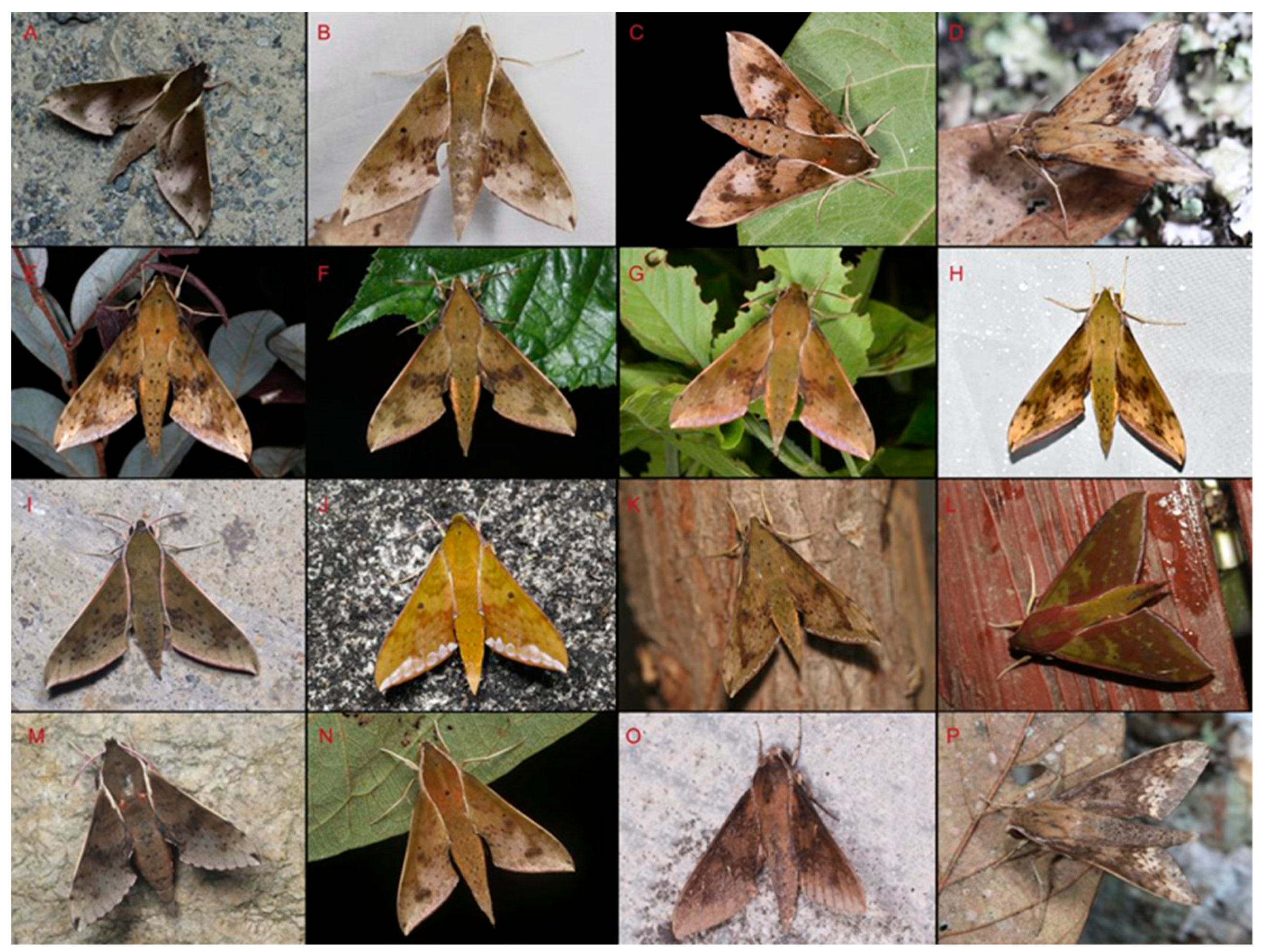 Insects 15 00359 g056