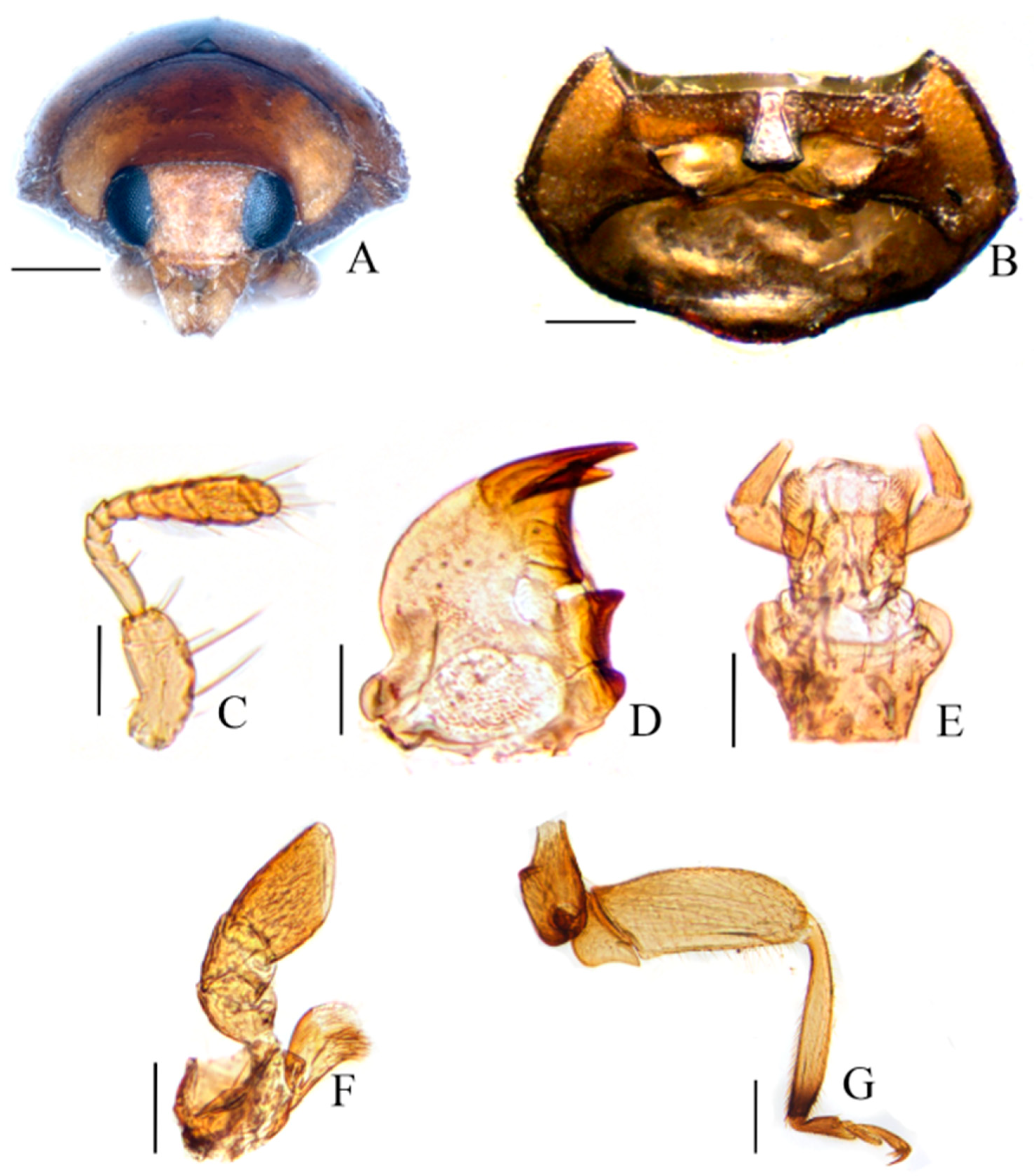 Insects 15 00371 g001