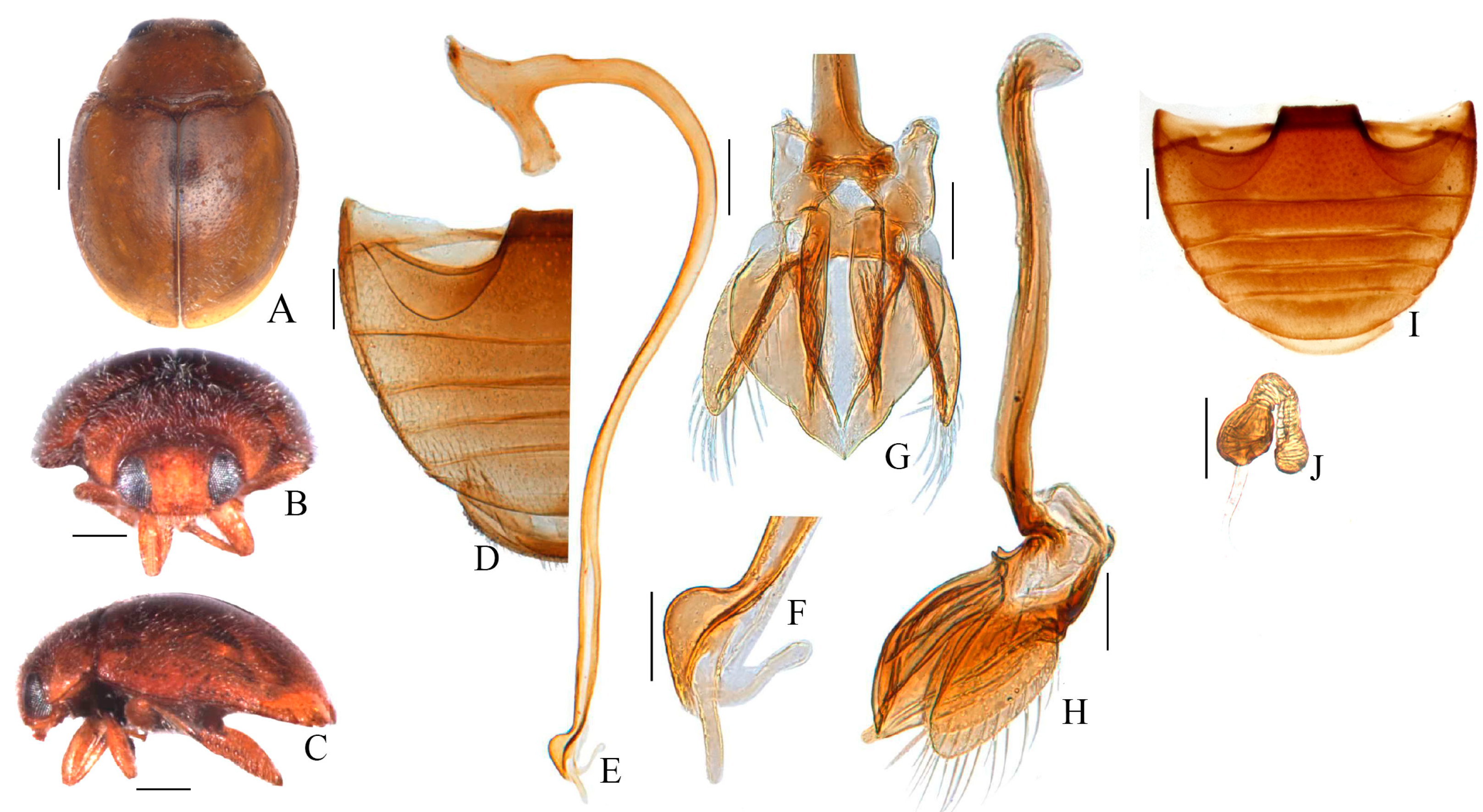Insects 15 00371 g002
