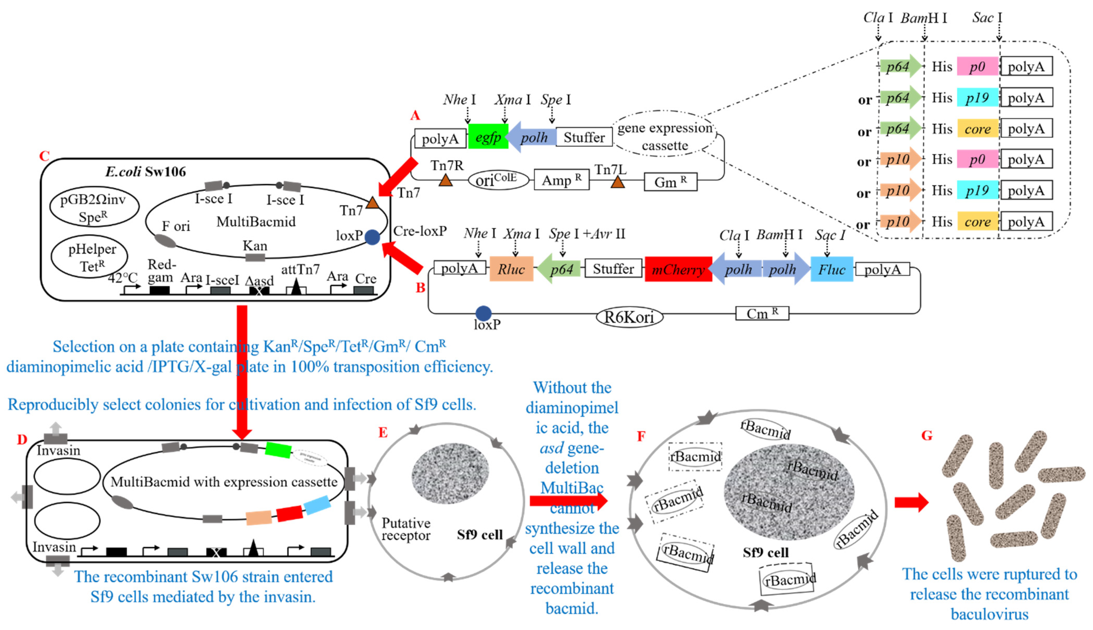 Insects 15 00375 g002
