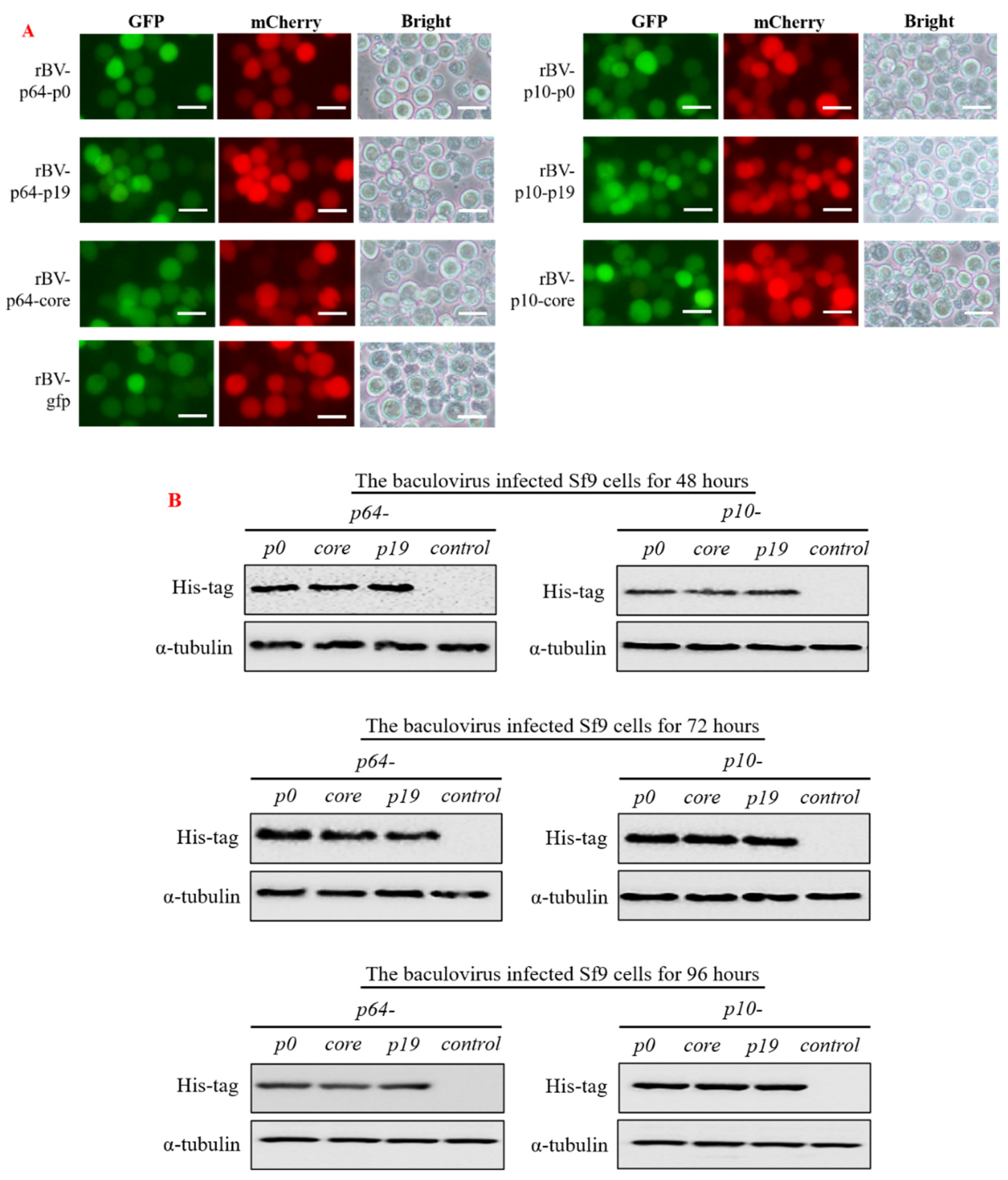 Insects 15 00375 g003
