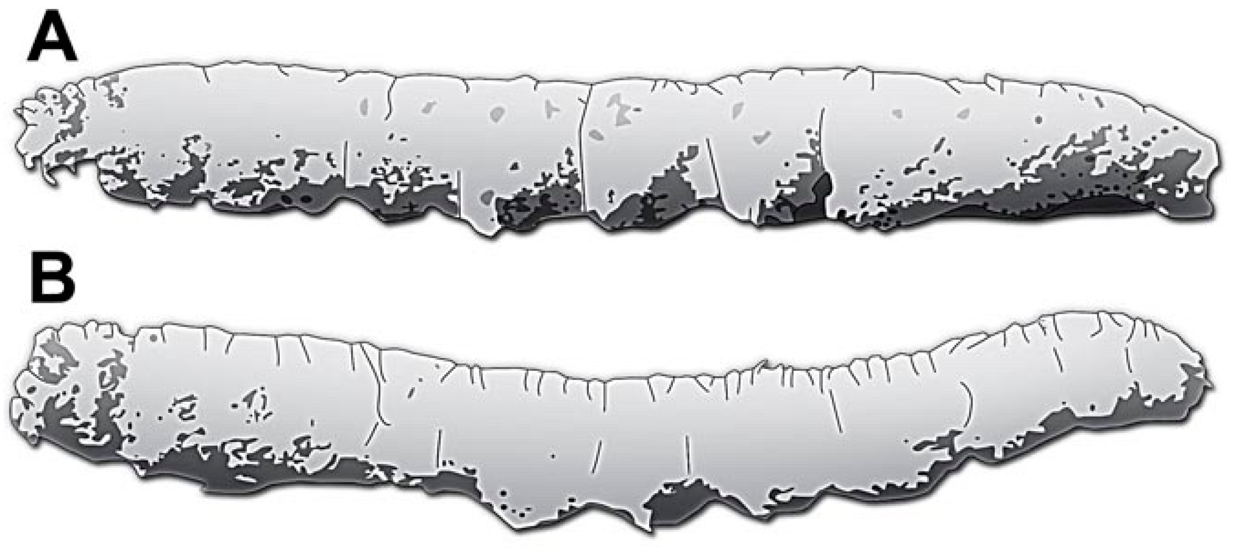 Insects 15 00380 g001