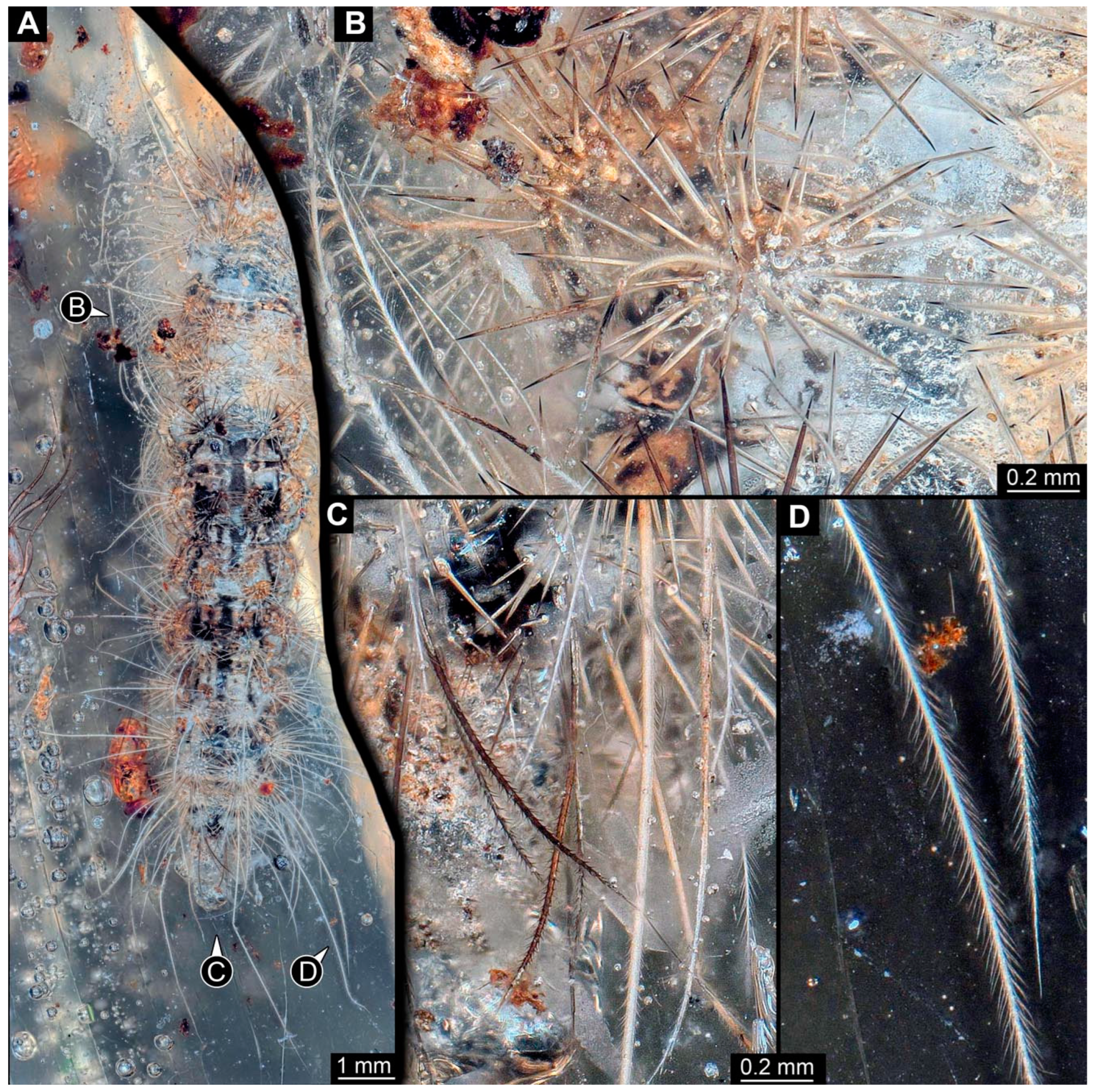 Insects 15 00380 g002