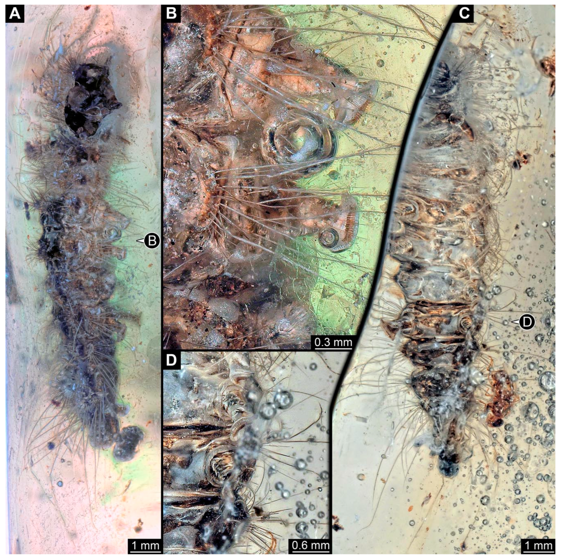 Insects 15 00380 g003