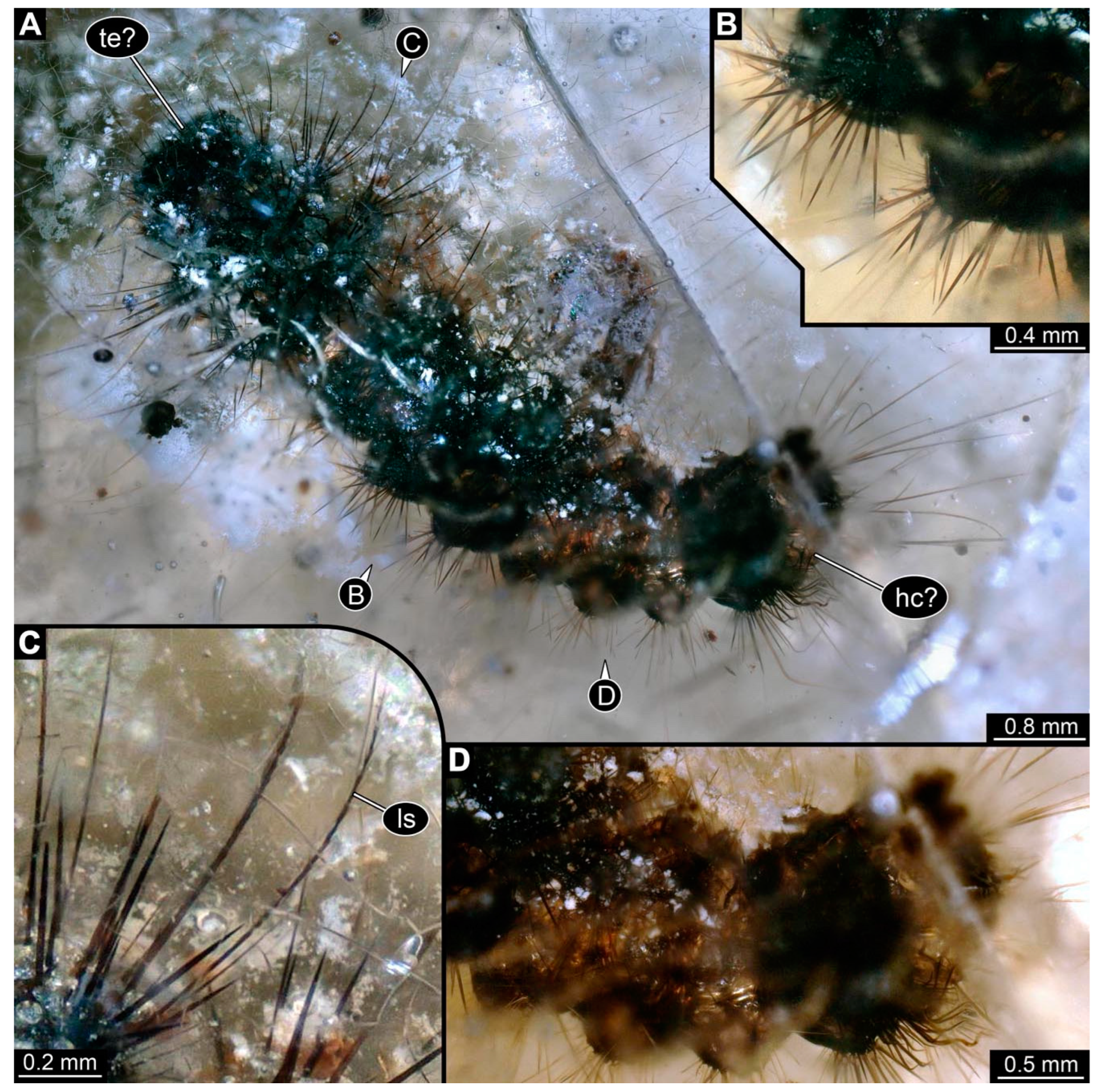 Insects 15 00380 g004