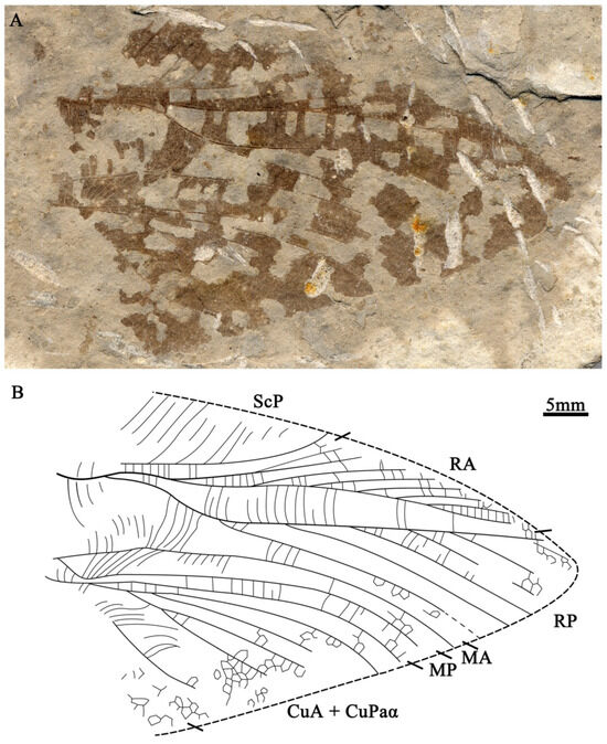 Insects 15 00396 g003